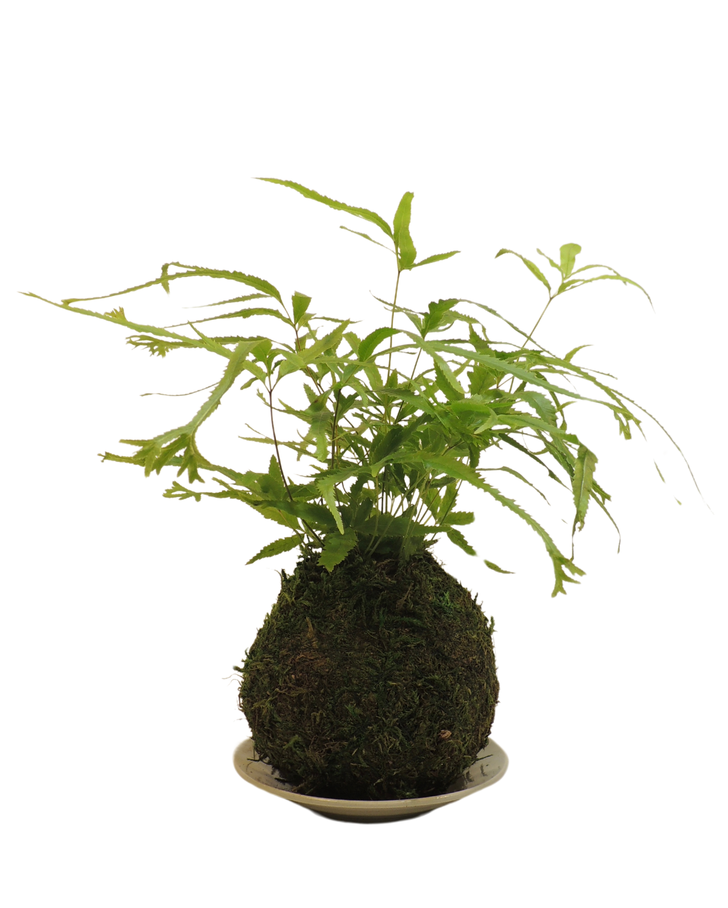 Pteris Fern Kokedama