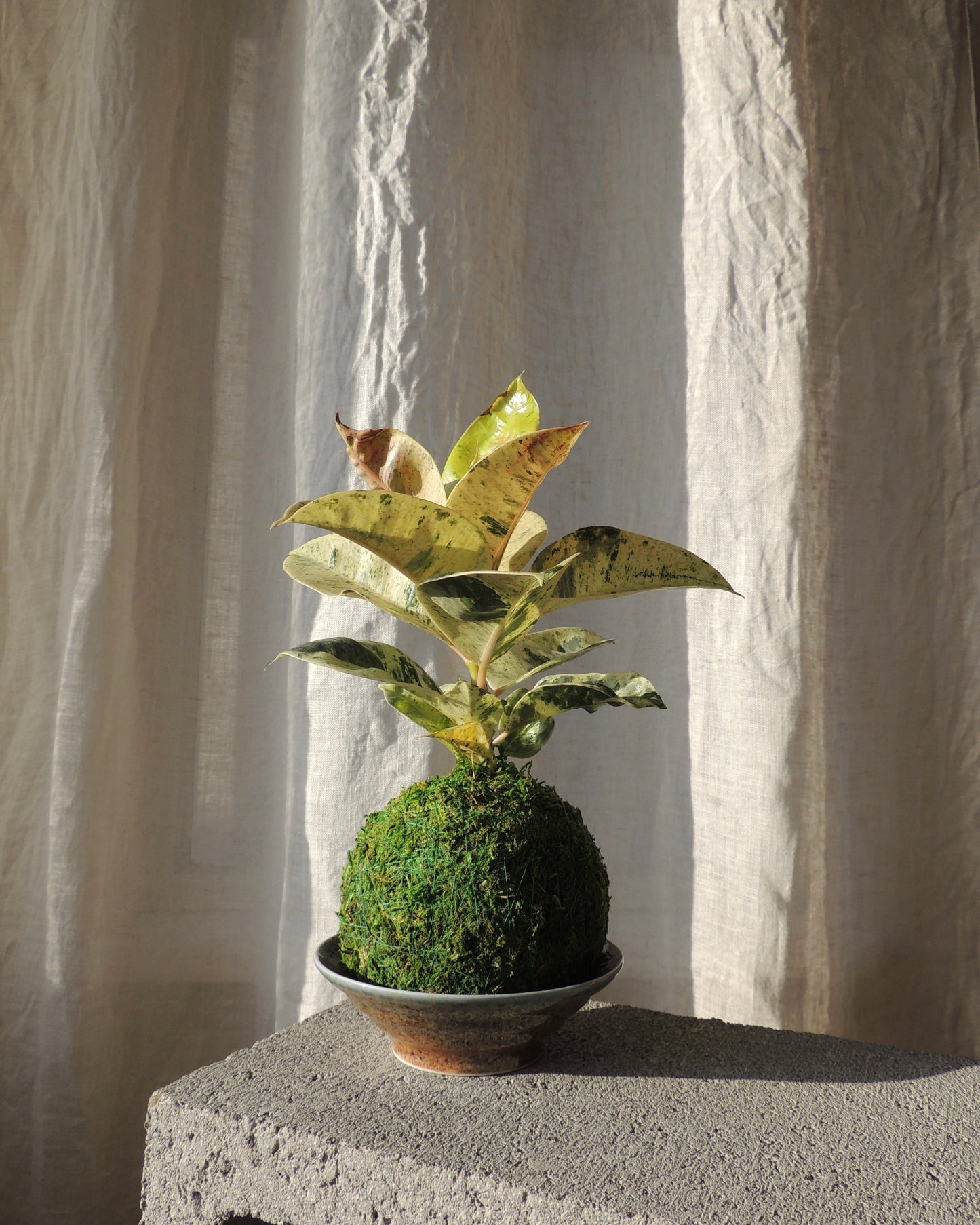 Ficus Shivereana Kokedama