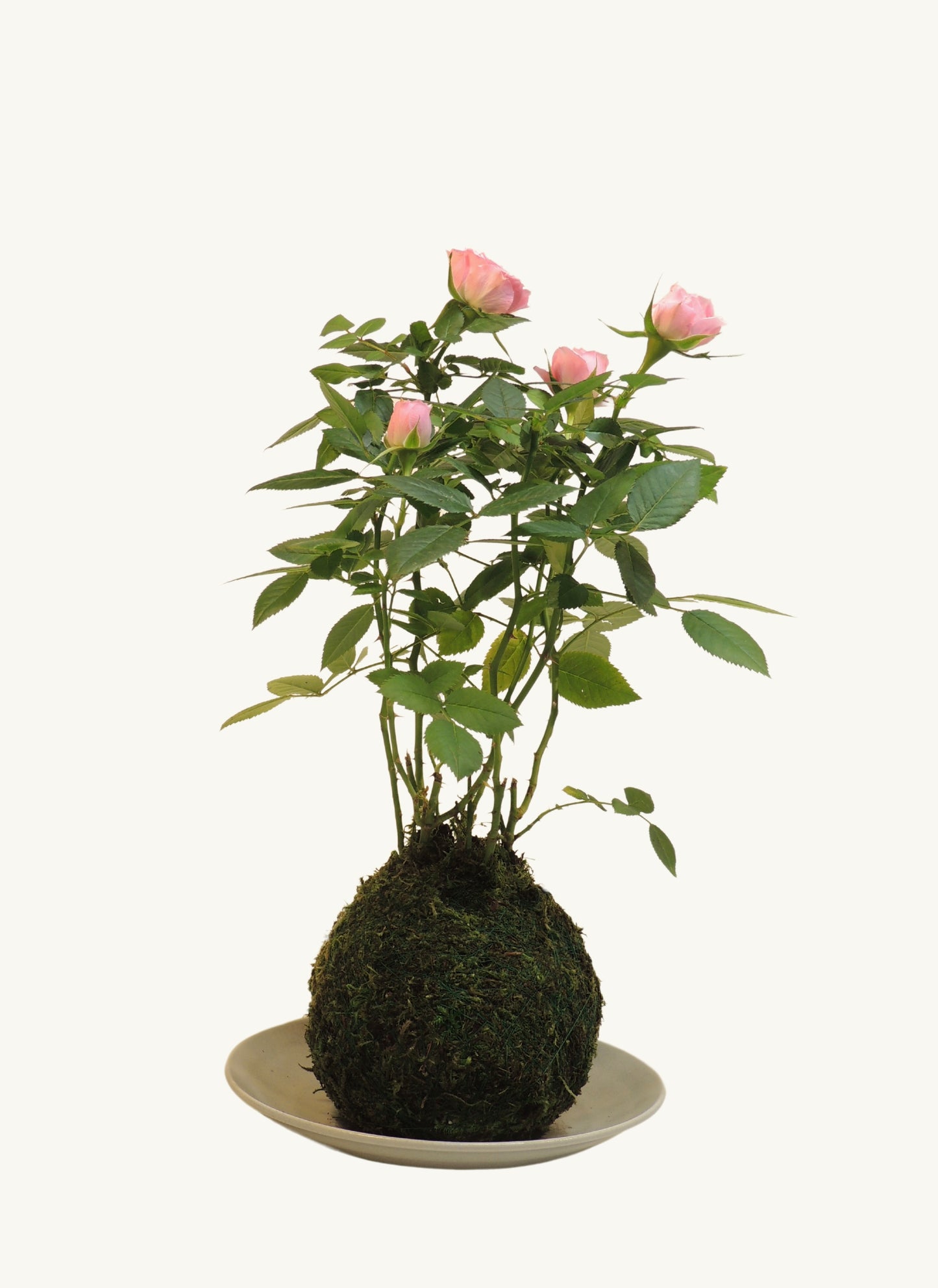 Rose Kokedama