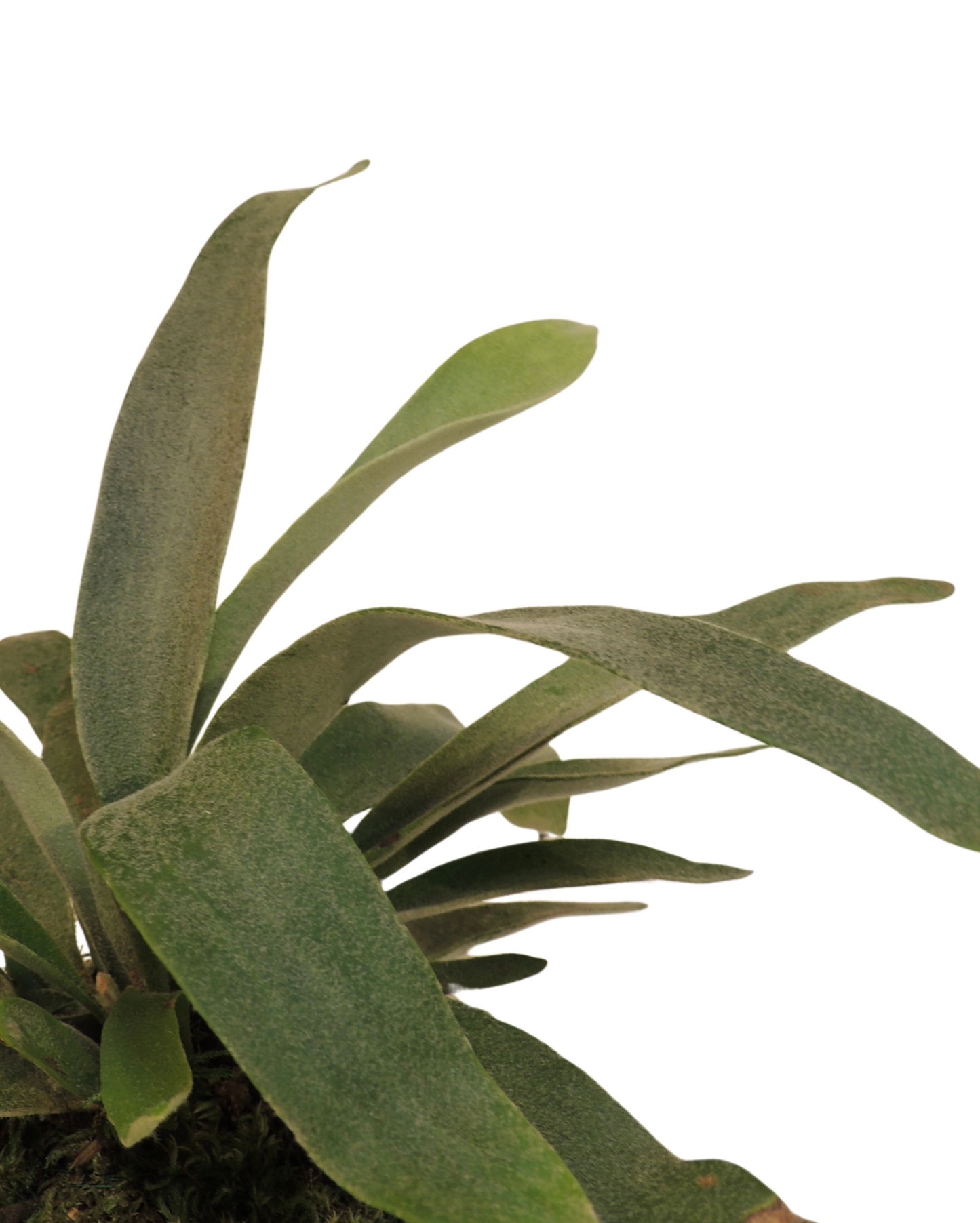 Staghorn Fern Kokedama