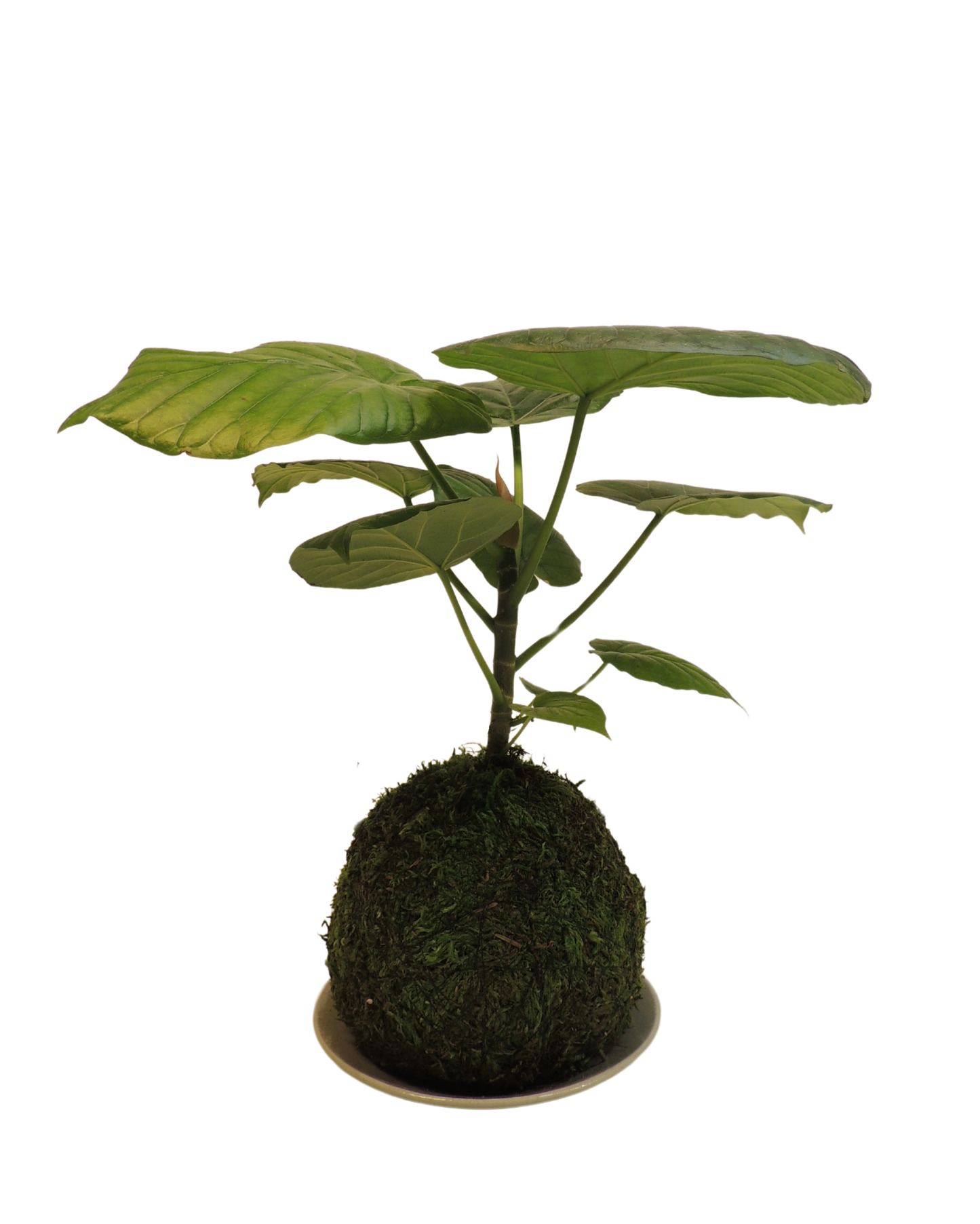 Ficus Umbellata Kokedama