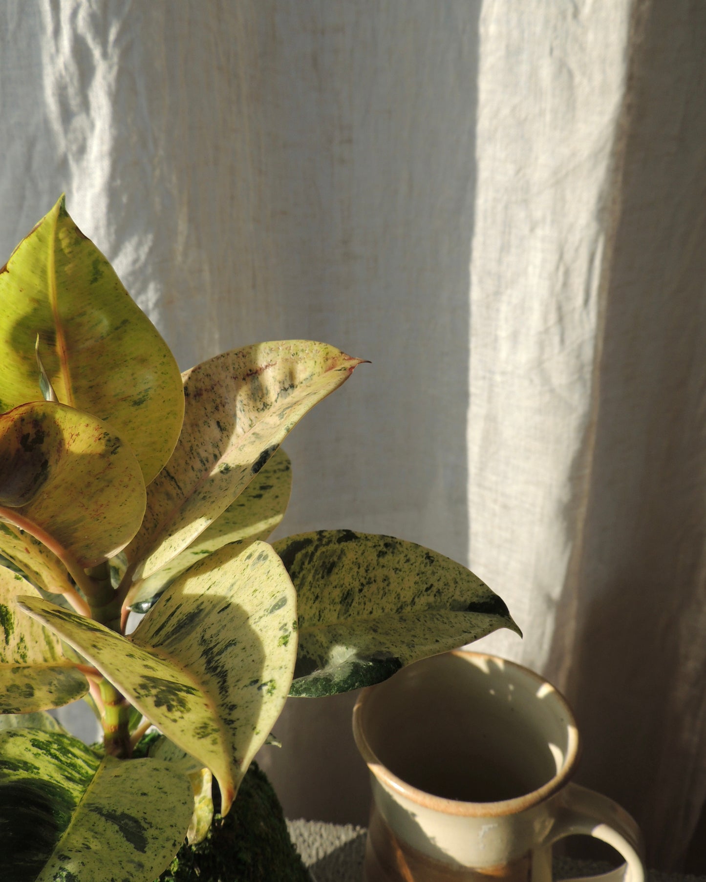 Ficus Shivereana Kokedama