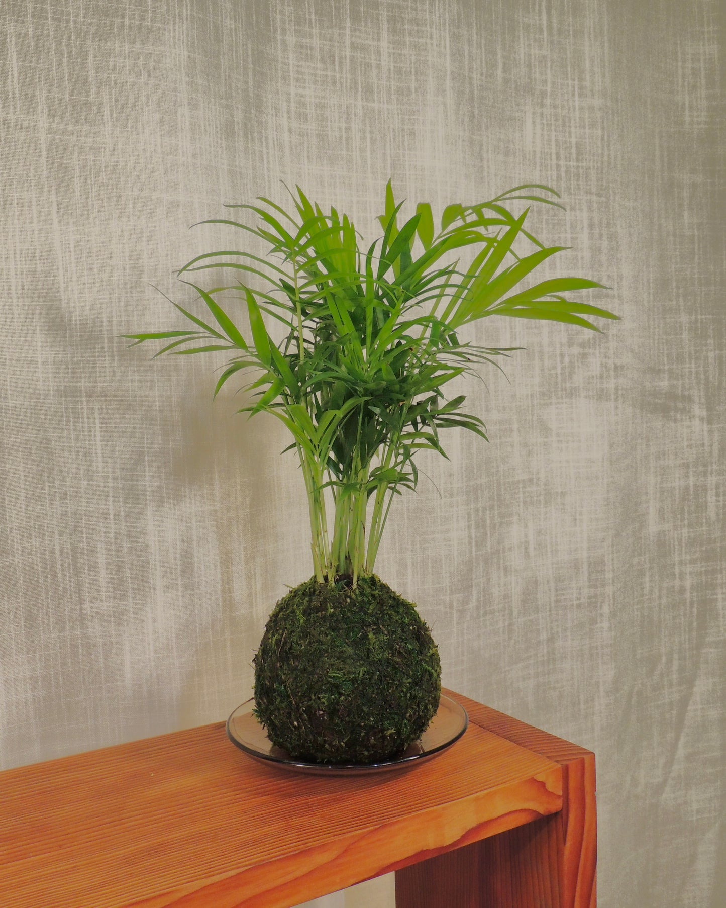 Parlor Palm Kokedama