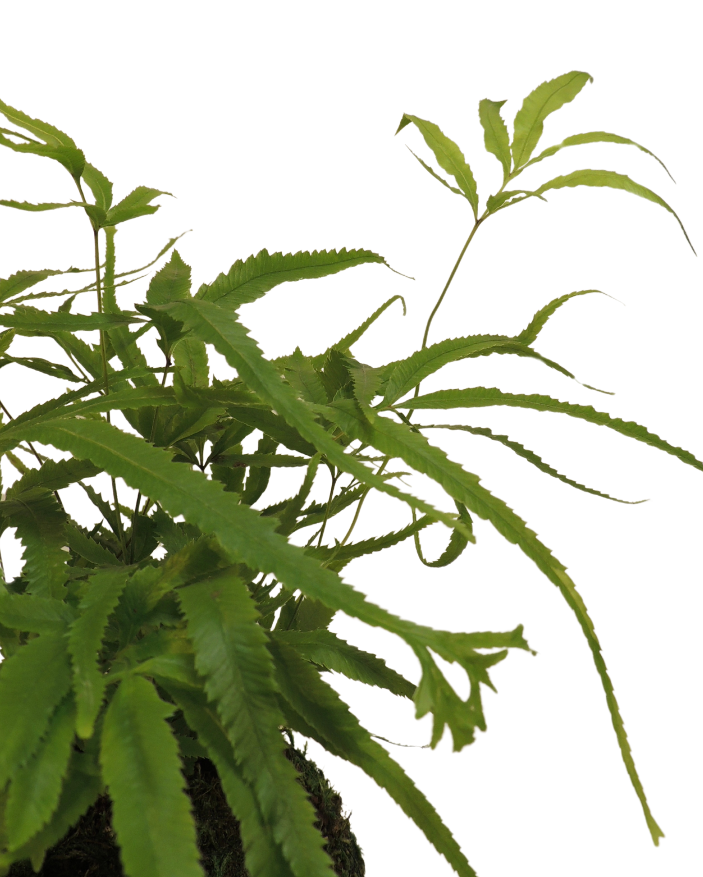 Pteris Fern Kokedama