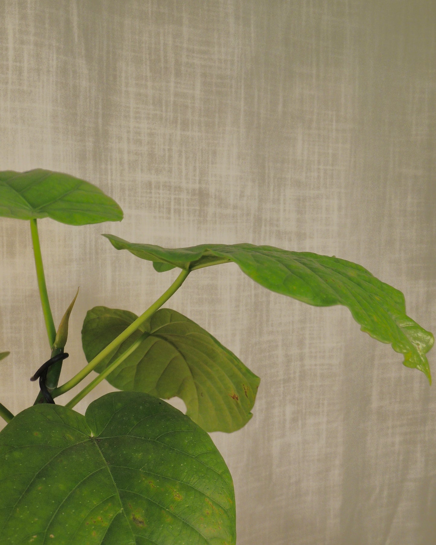 Ficus Umbellata Kokedama