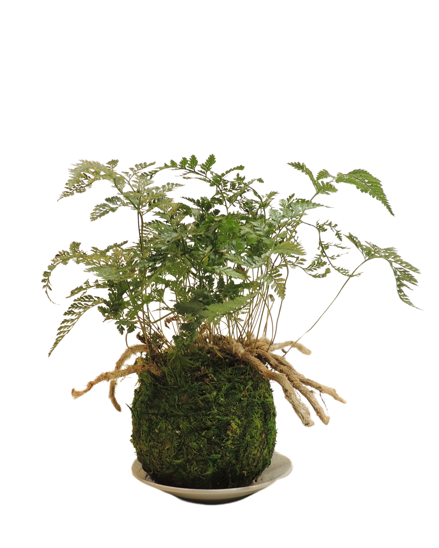 Rabbit’s Foot Fern Kokedama