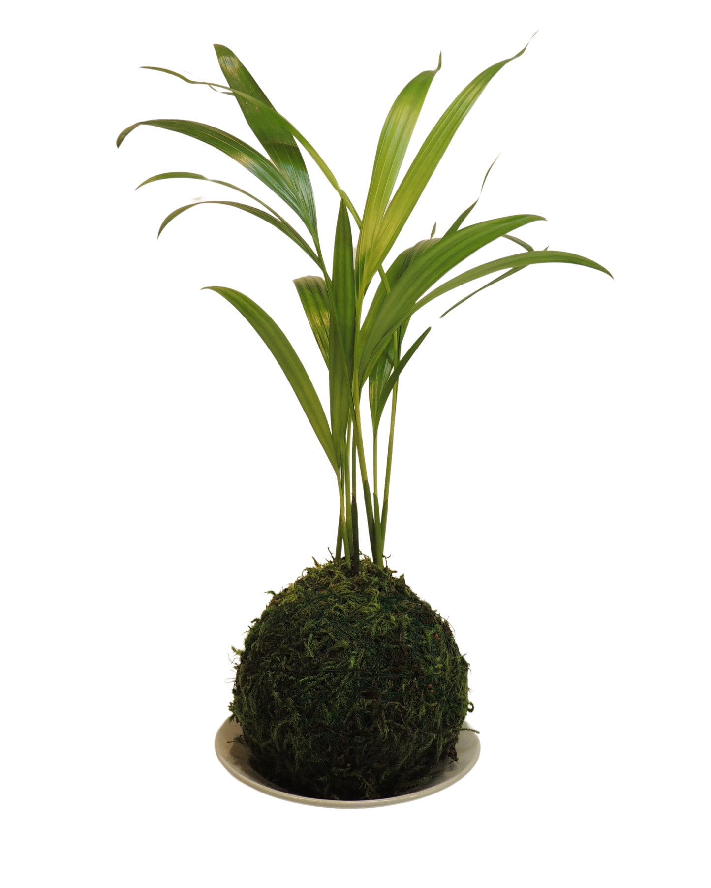 Kentia Palm Kokedama