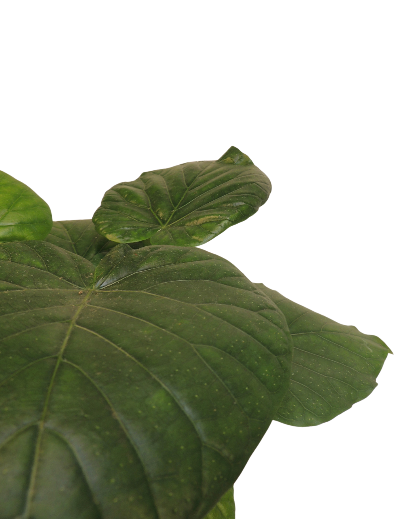 Ficus Umbellata Kokedama