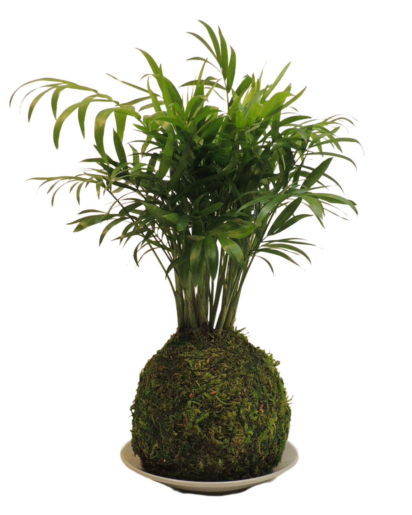 Parlor Palm Kokedama