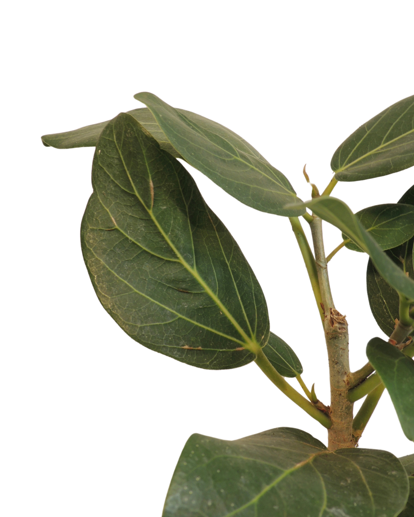 Ficus Audrey Kokedama