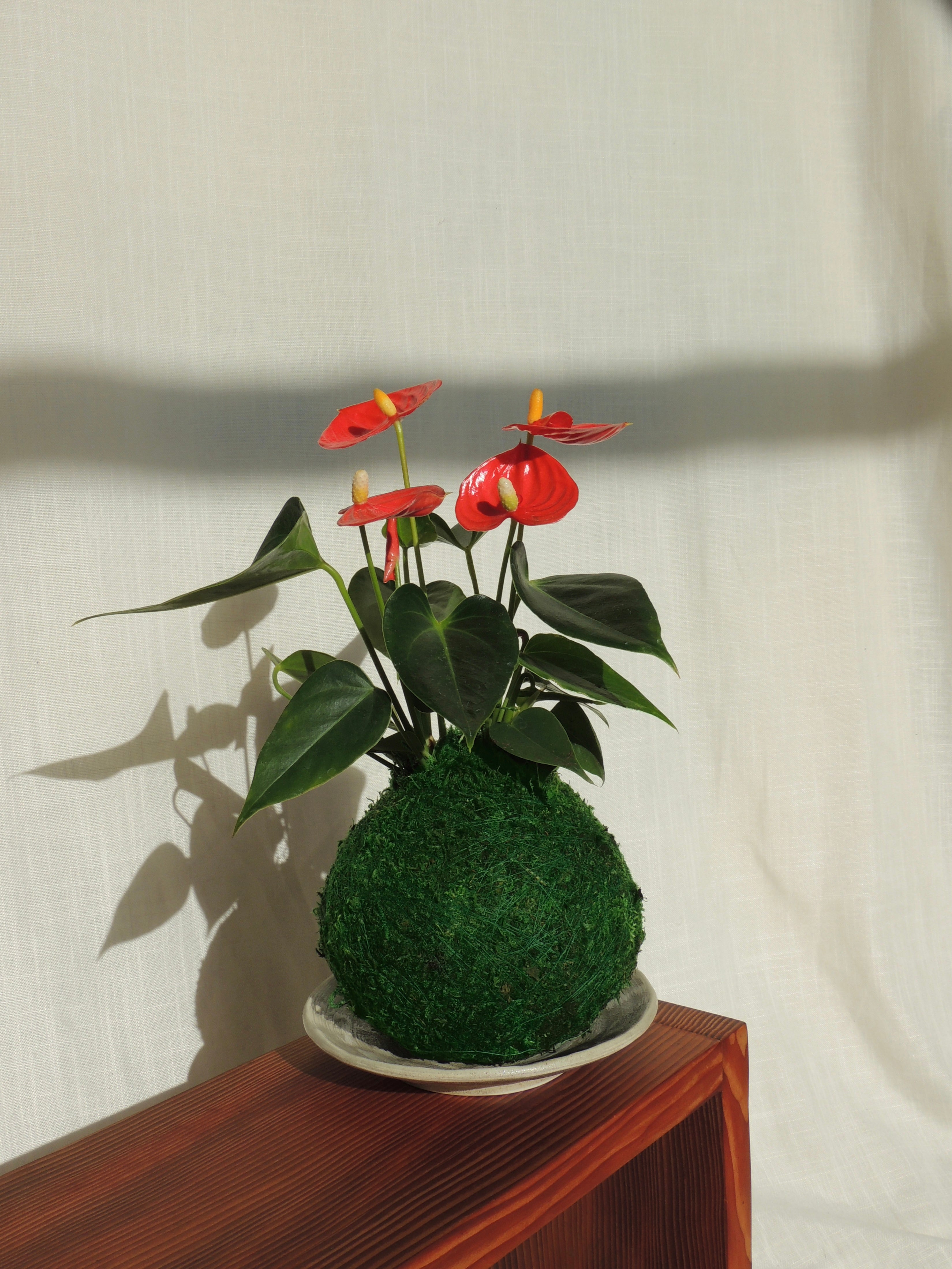 anthurium kokedama care Anthurium Kokedama