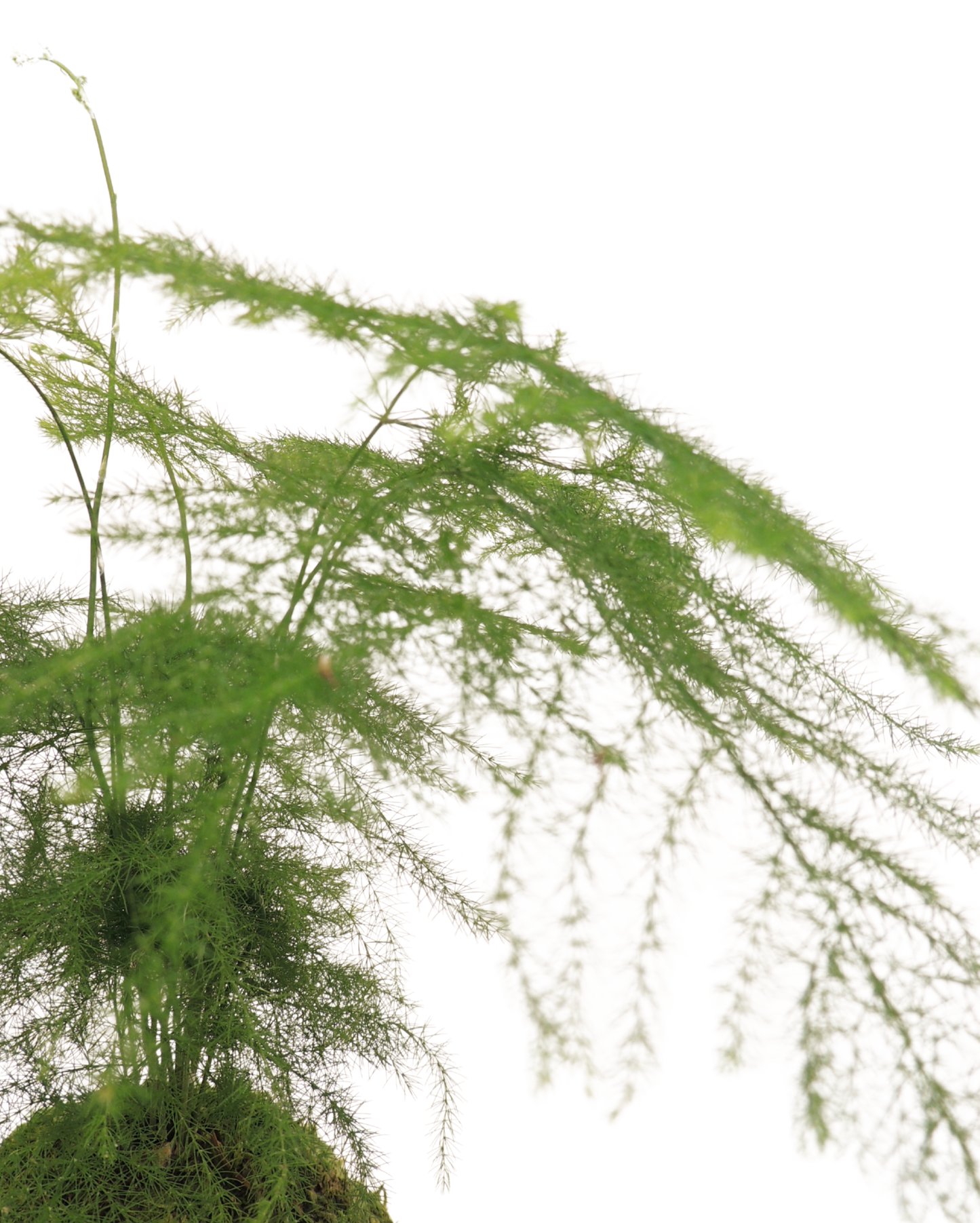 Plumosa Fern Kokedama