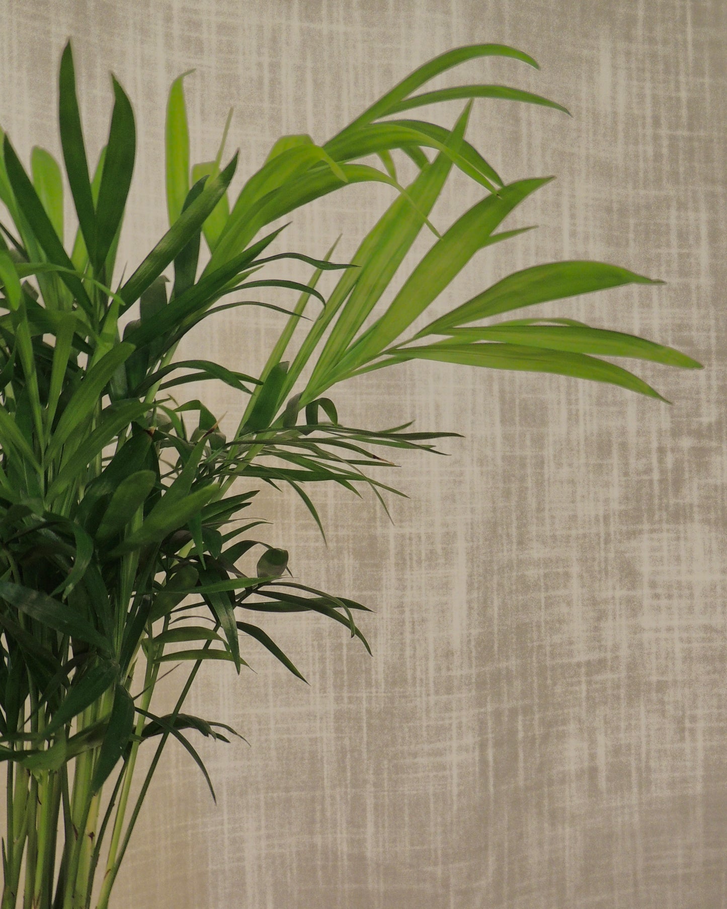 Parlor Palm Kokedama