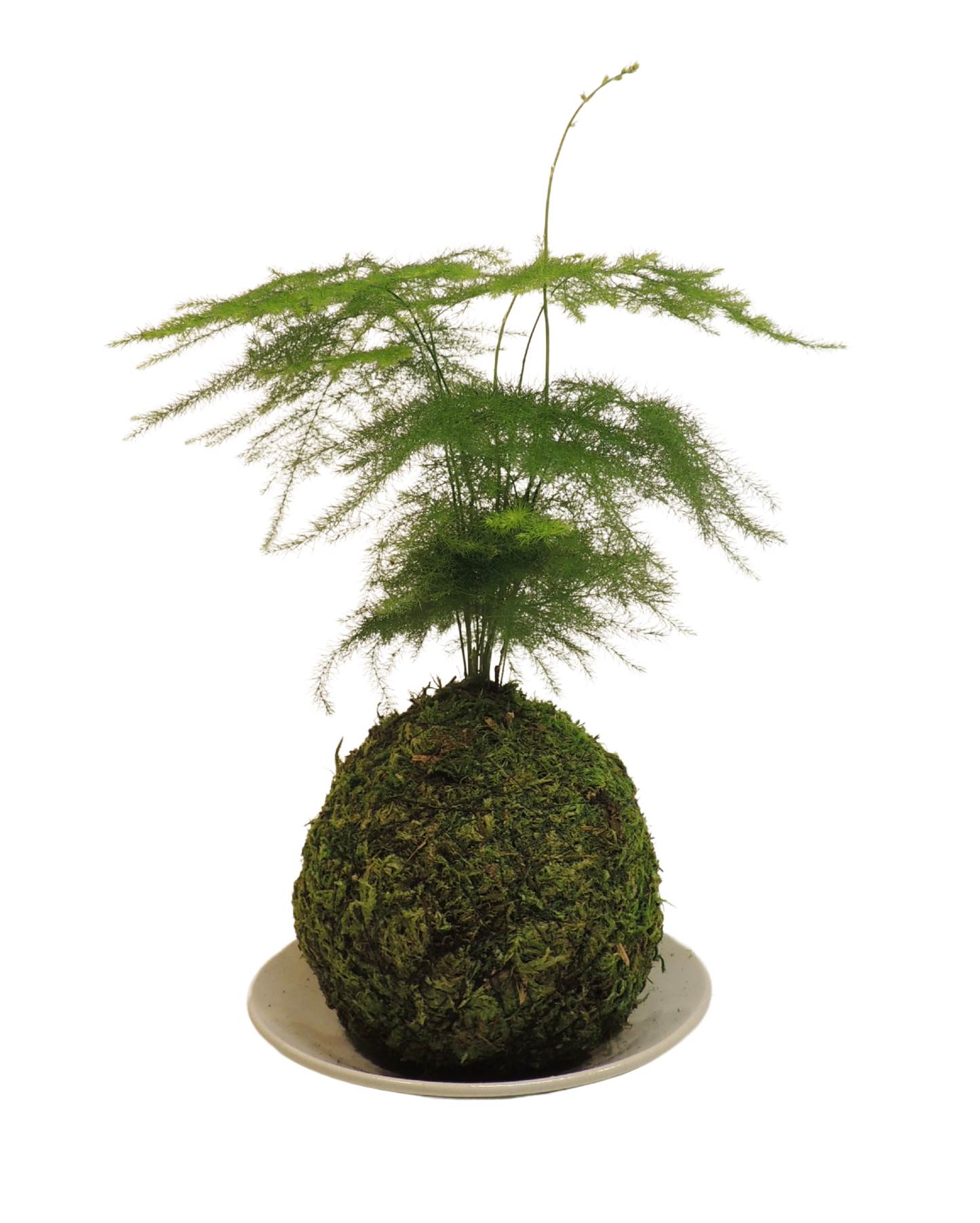 Plumosa Fern Kokedama
