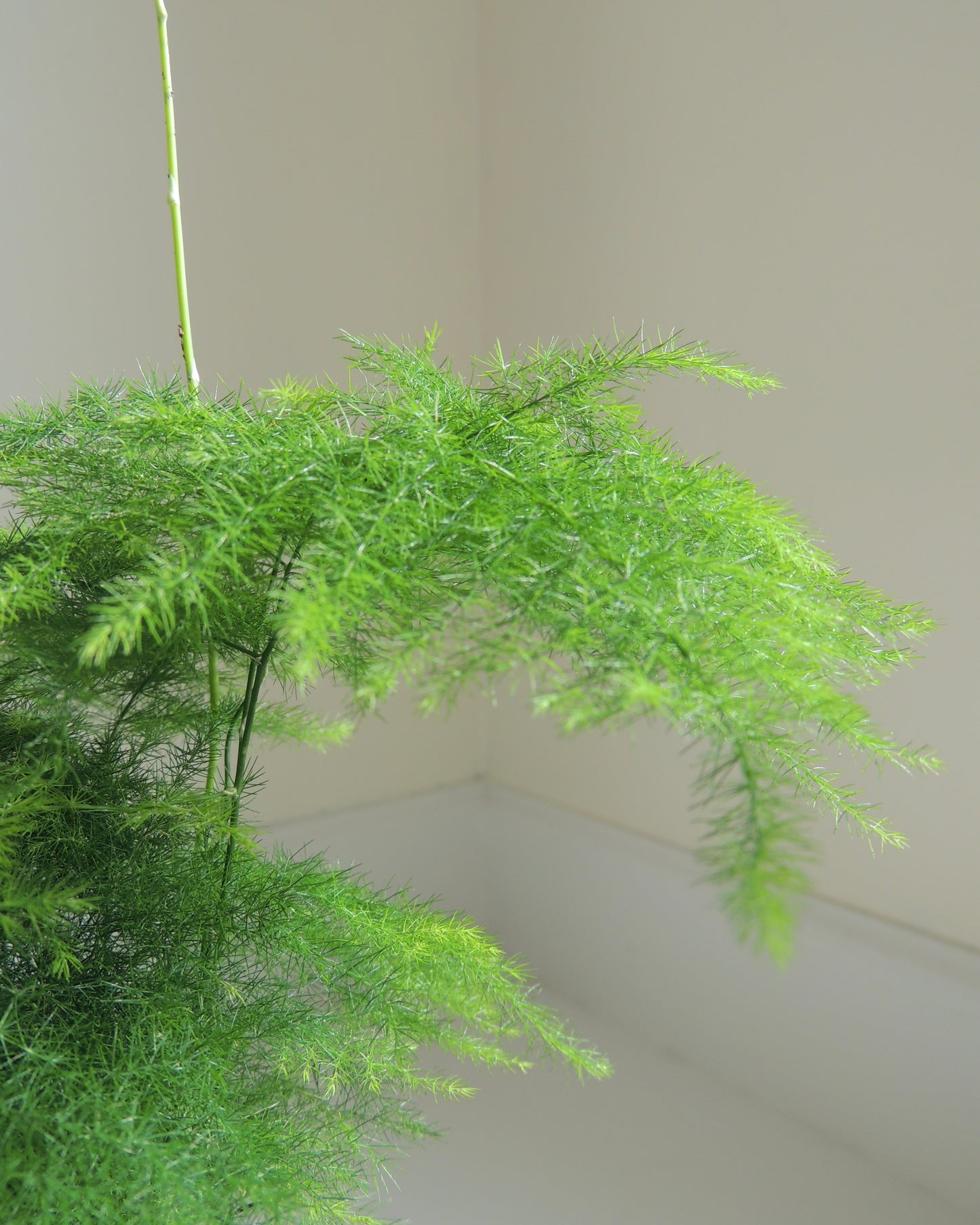 Plumosa Fern Kokedama
