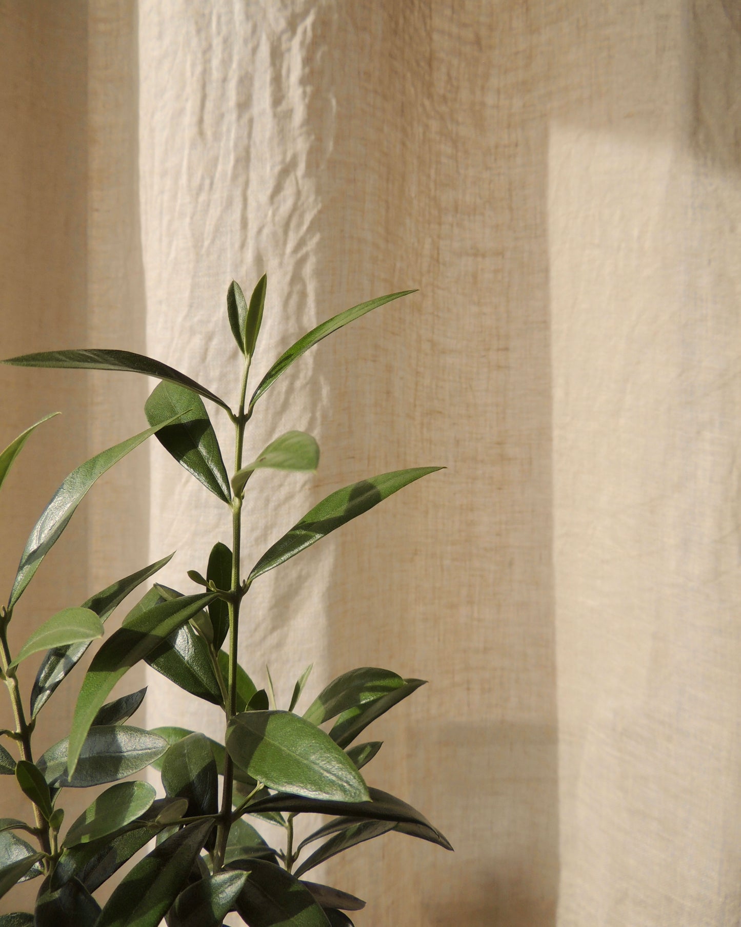 Olive Tree Kokedama
