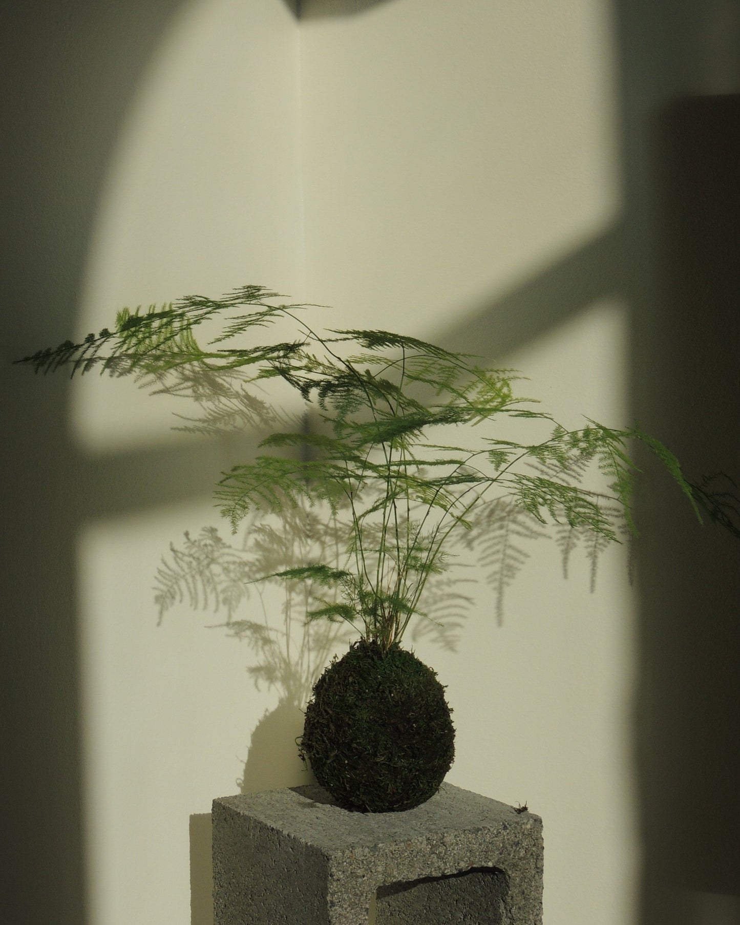Plumosa Kokedama