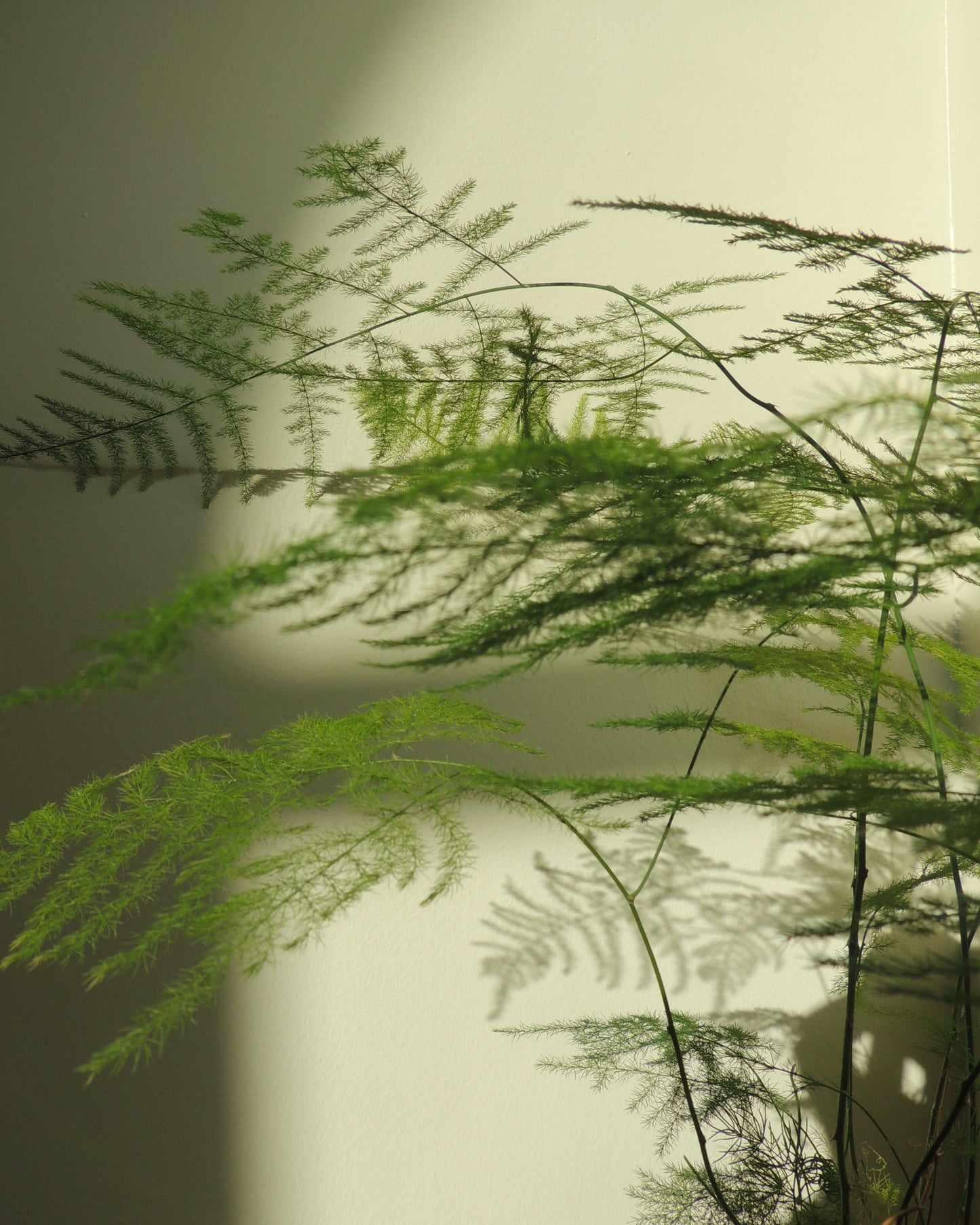 Plumosa Kokedama