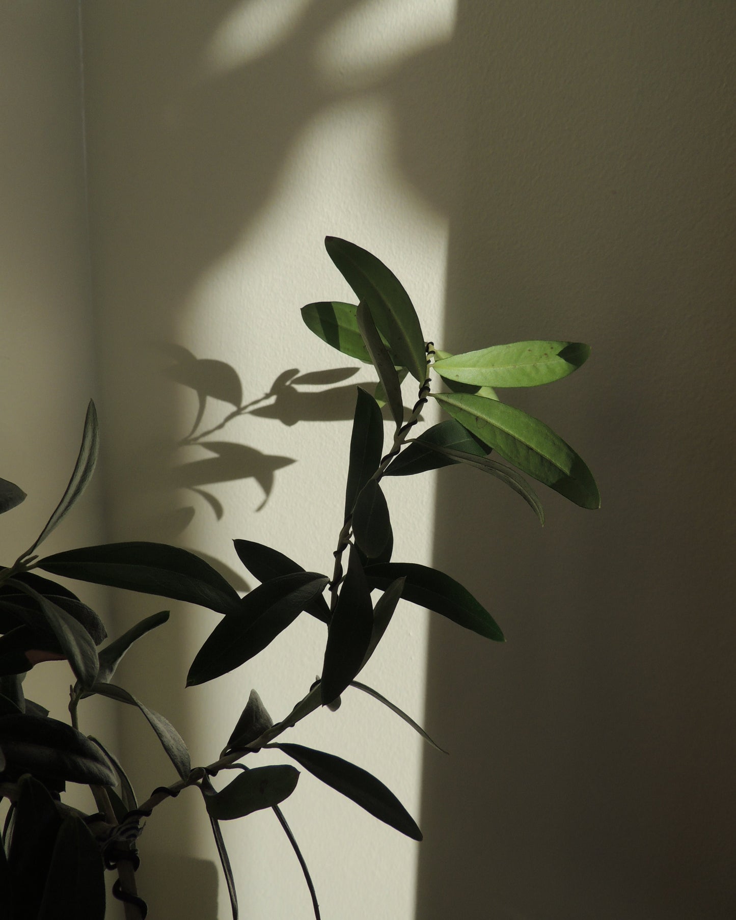 Olive Tree Kokedama