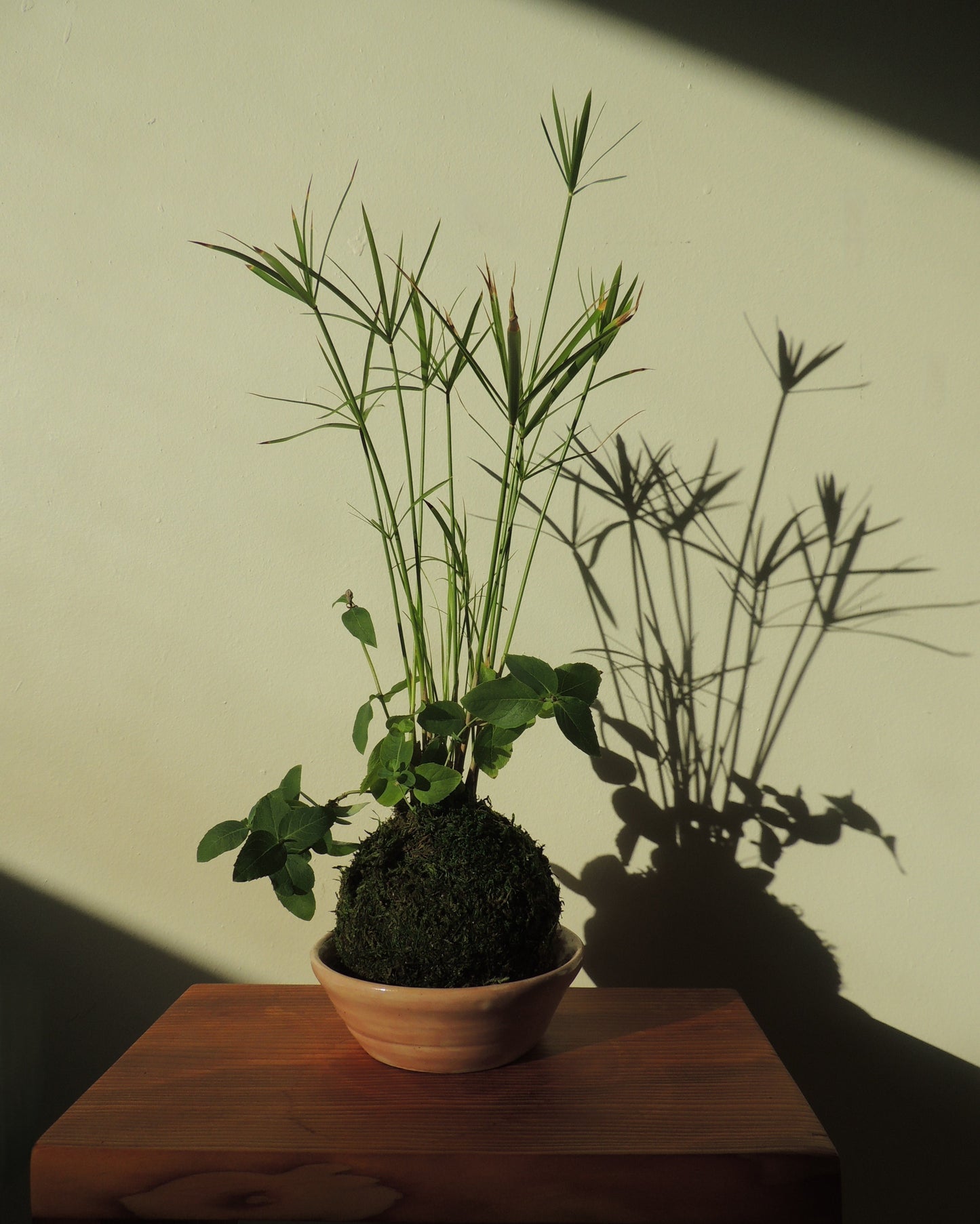 Cyperus and Platycodon Grandiflorus Kokedama