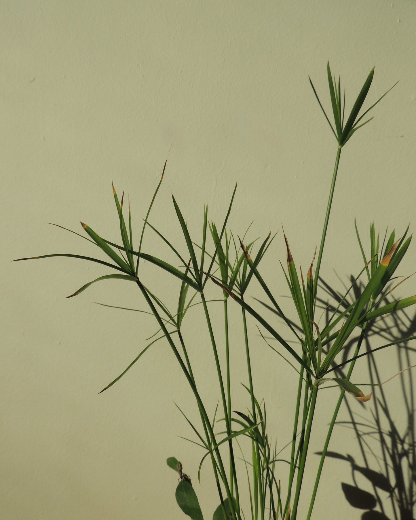 Cyperus and Platycodon Grandiflorus Kokedama