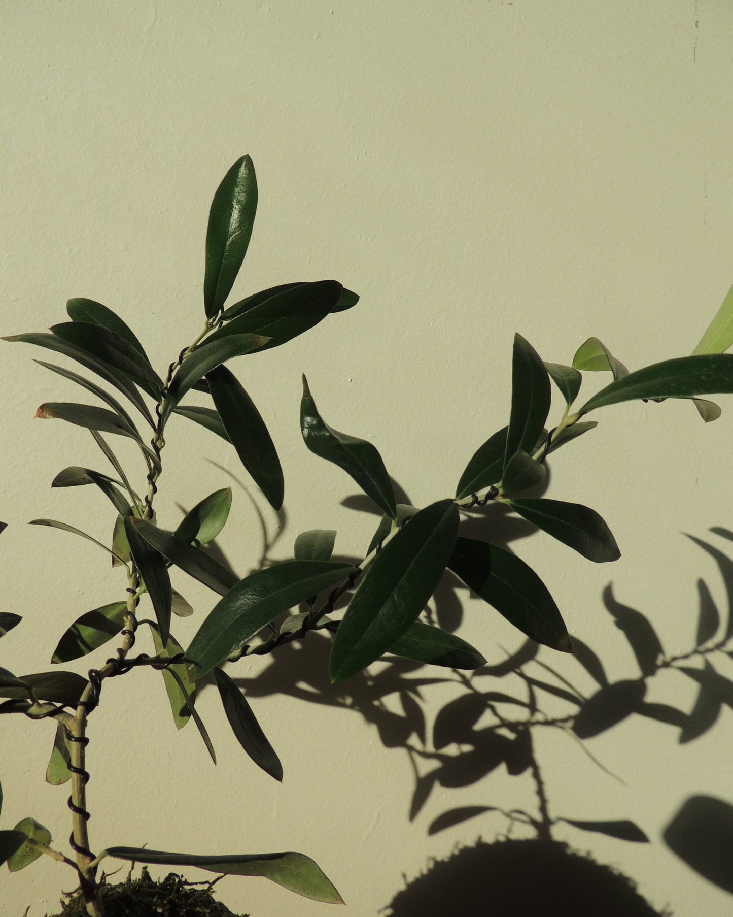 Olive Tree Kokedama
