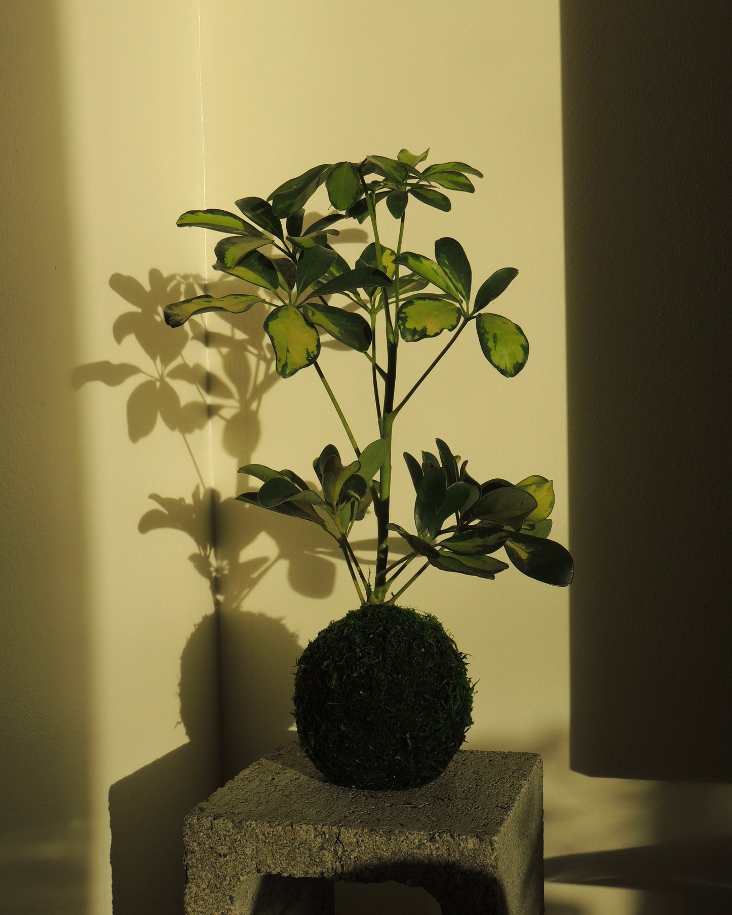Schefflera Kokedama