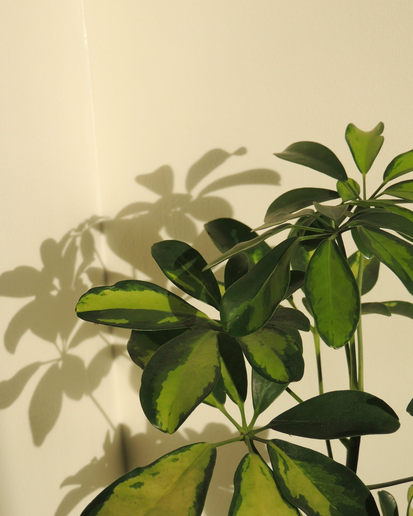 Schefflera Kokedama