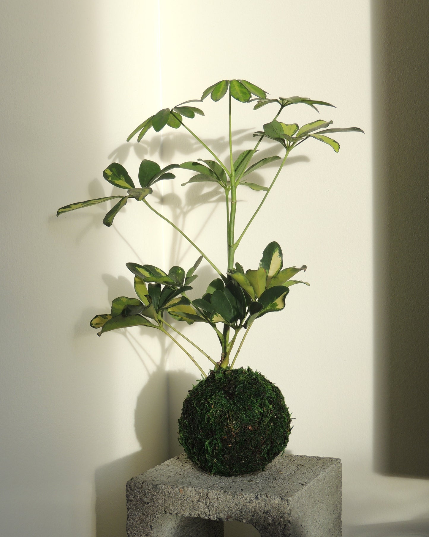 Schefflera Kokedama