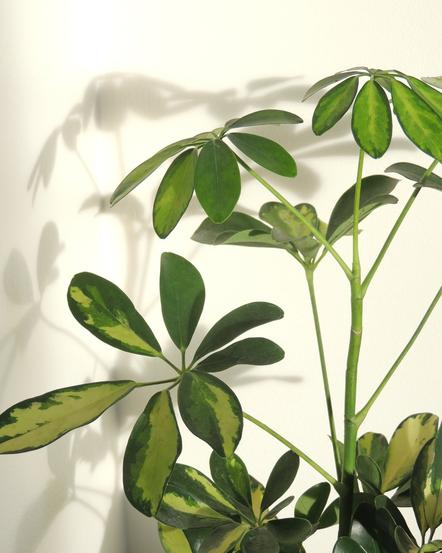 Schefflera Kokedama