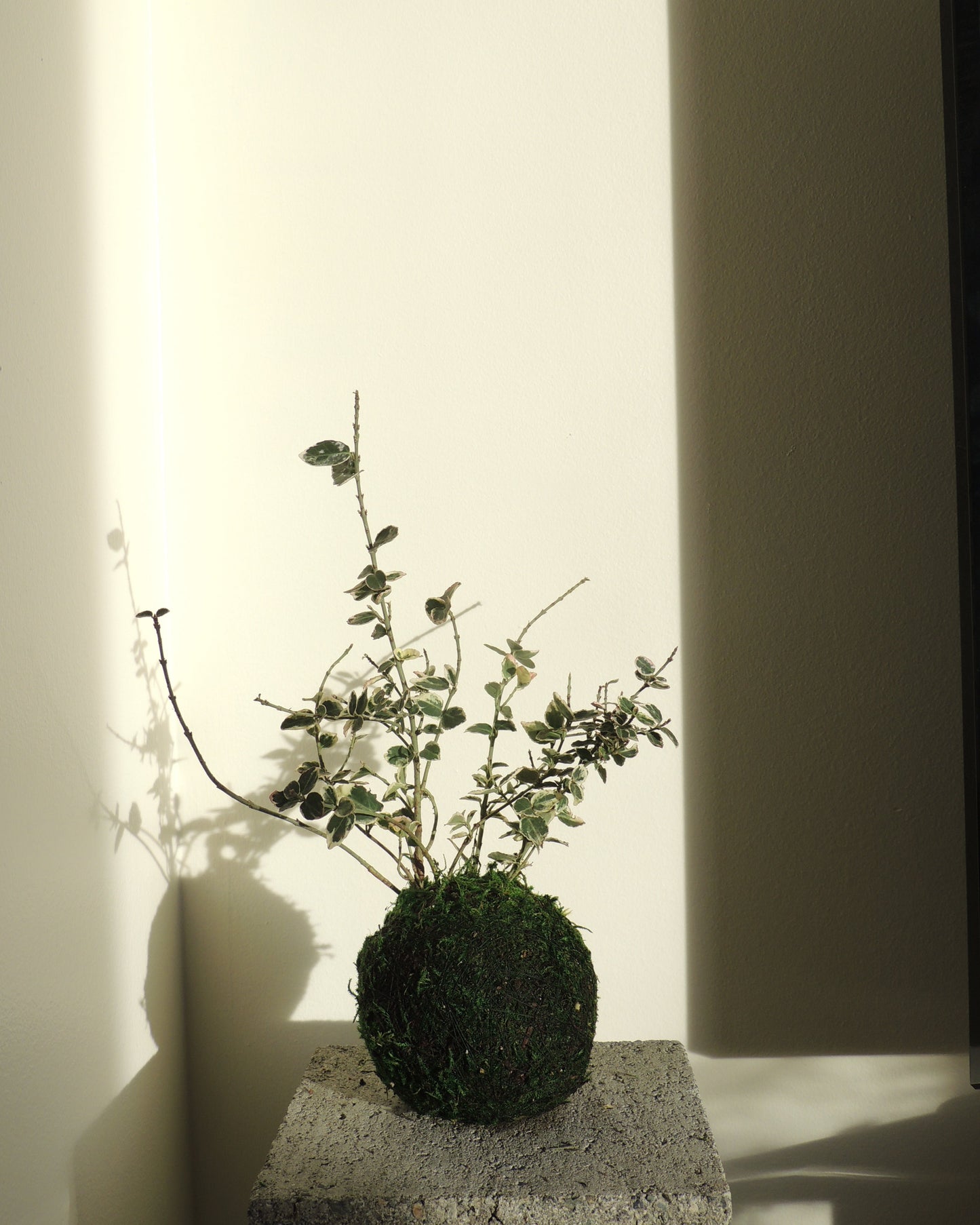 Euonymus Fortunei Kokedama
