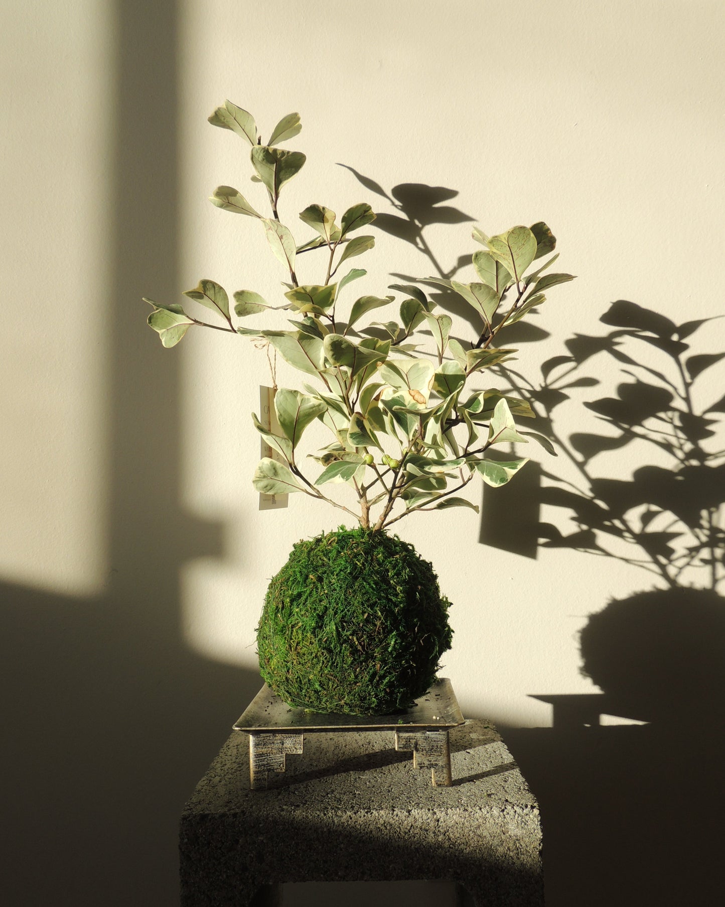 Ficus Triangularis Kokedama