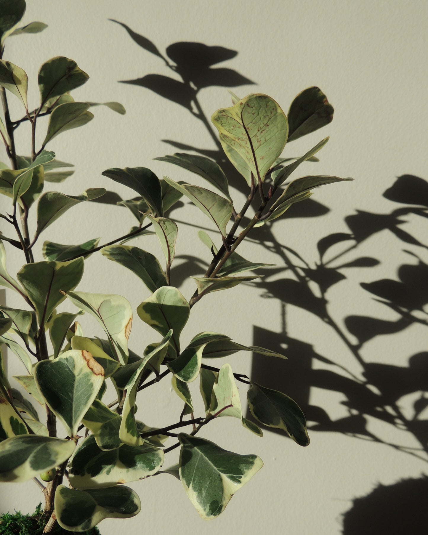 Ficus Triangularis Kokedama