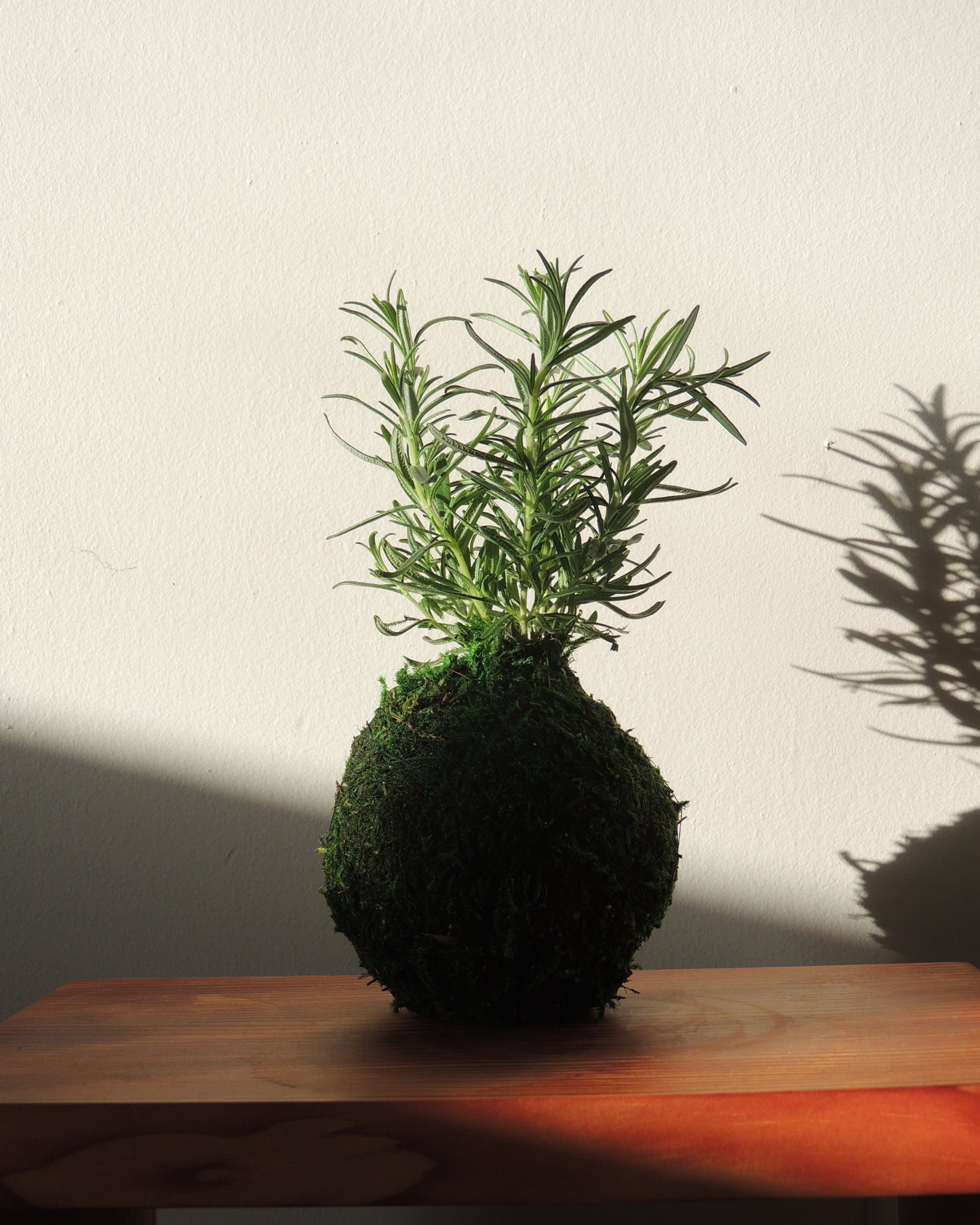 Rosemary Kokedama