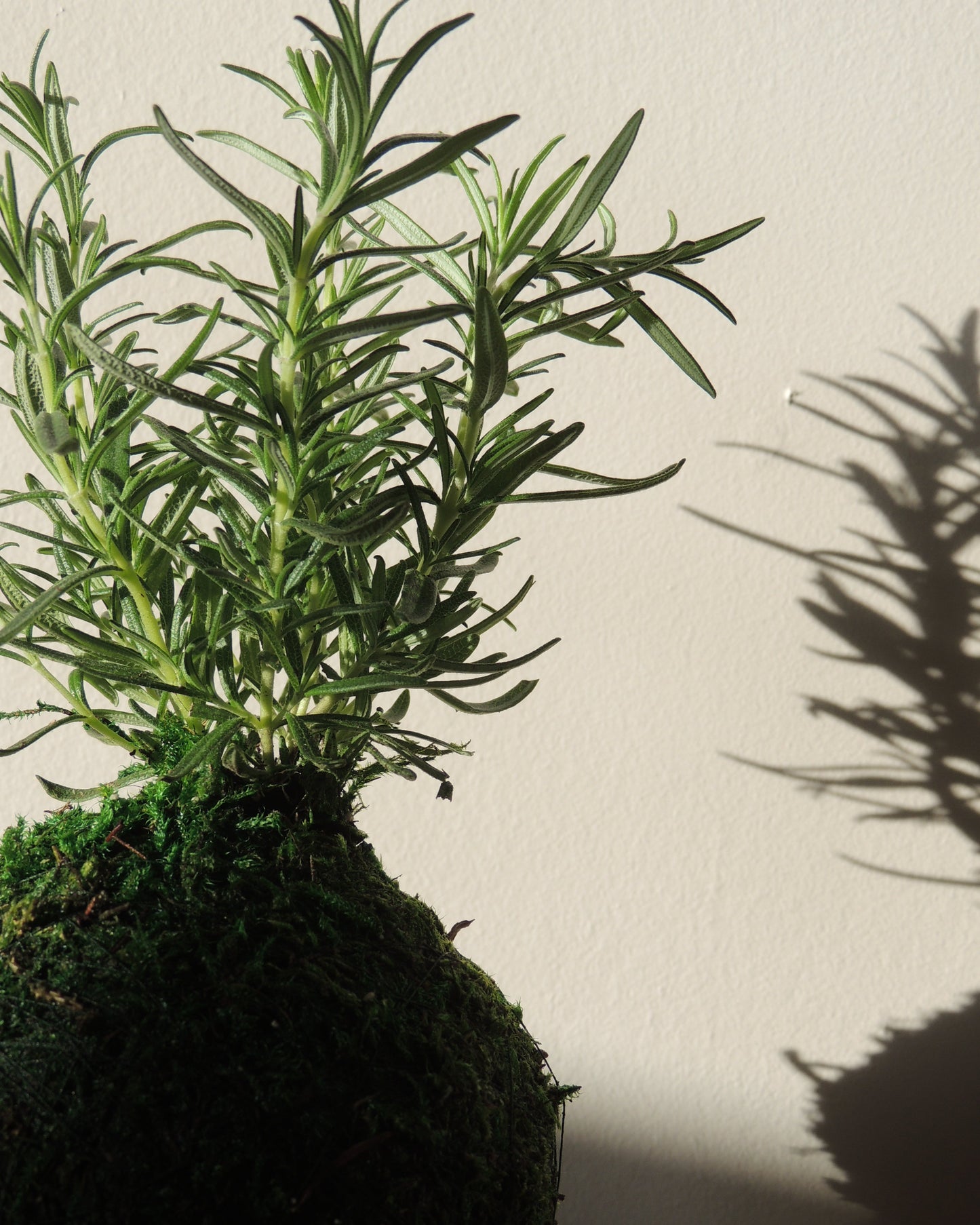 Rosemary Kokedama