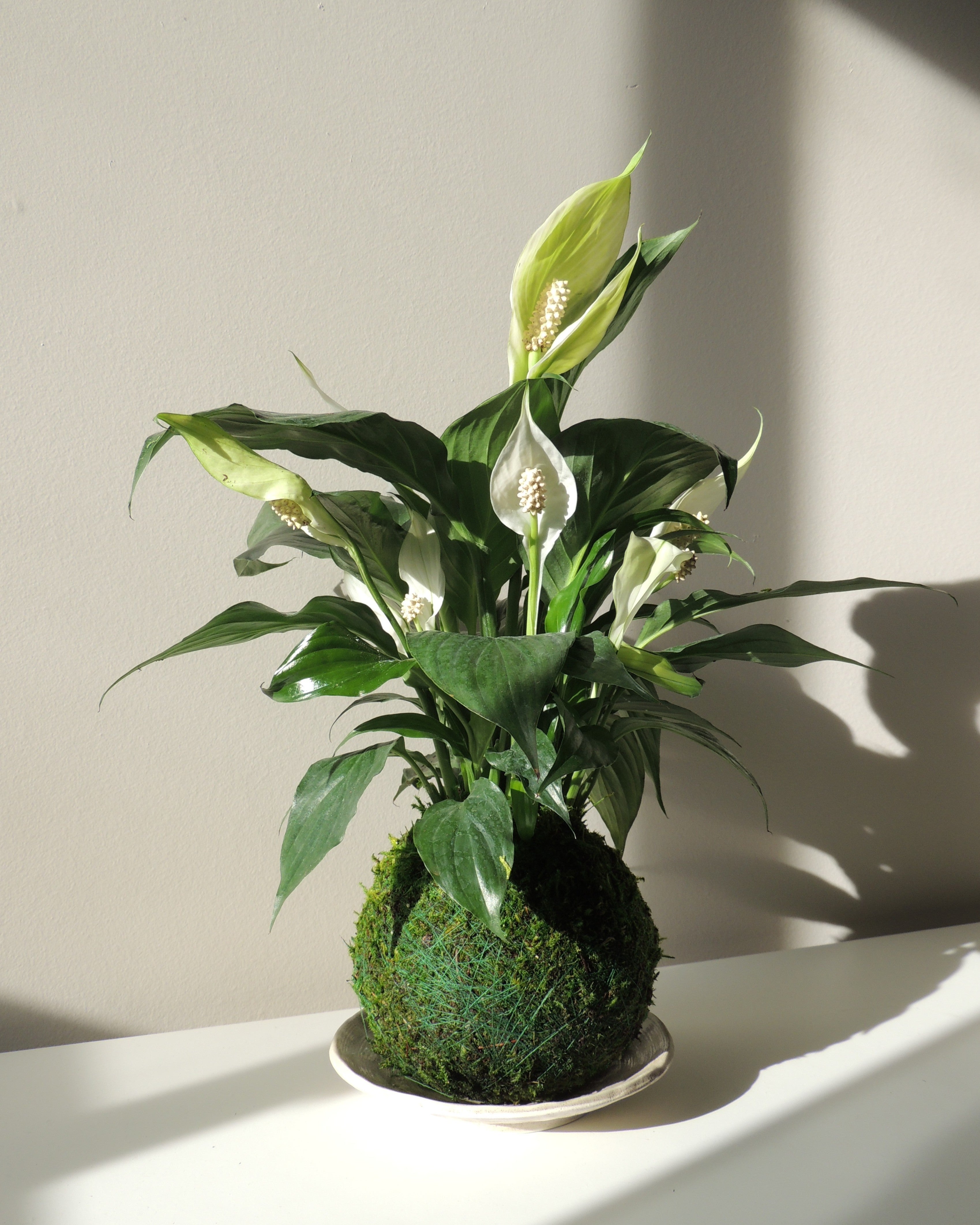 peace lily kokedama Peace Lily Kokedama