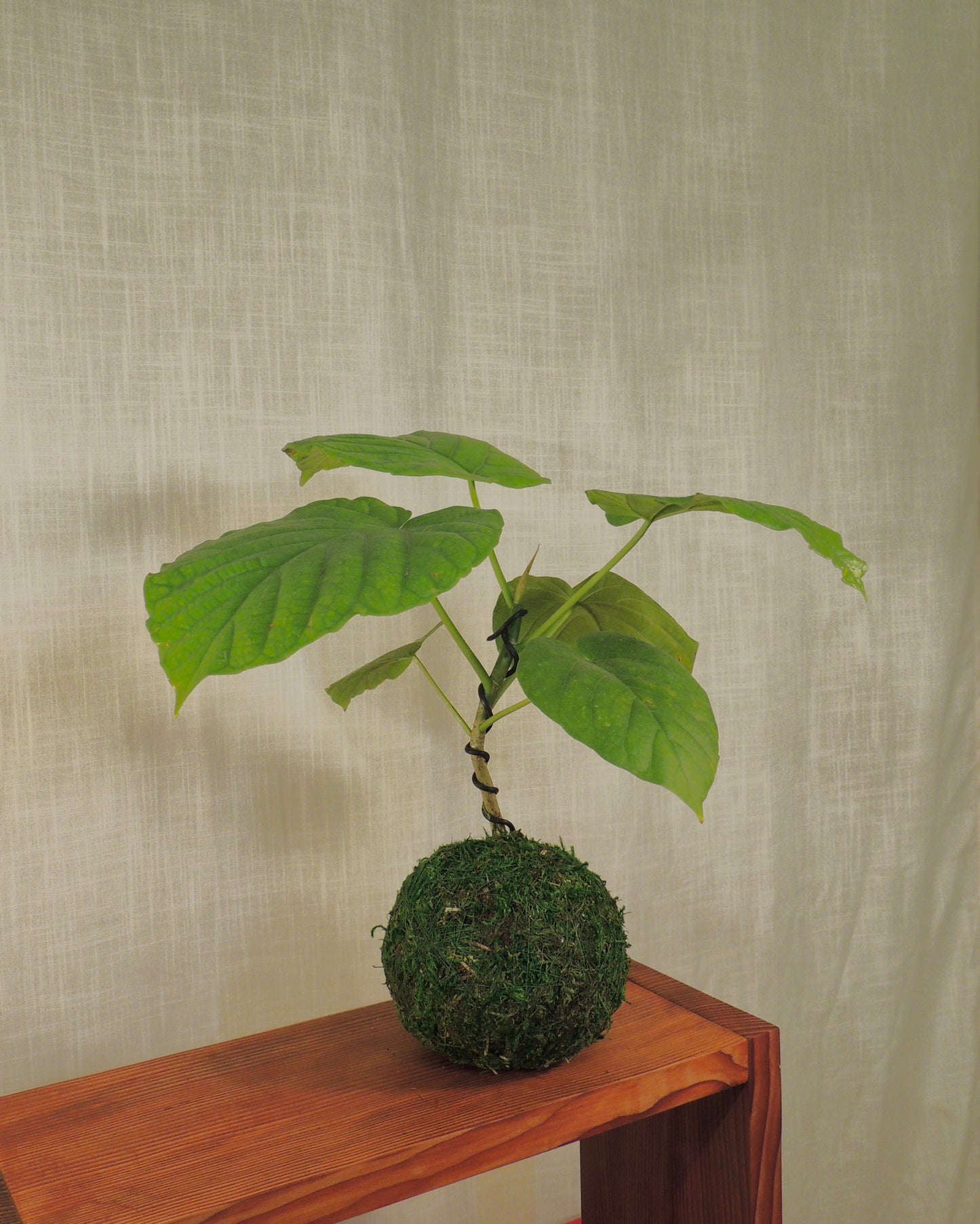 Ficus Umbellata Kokedama