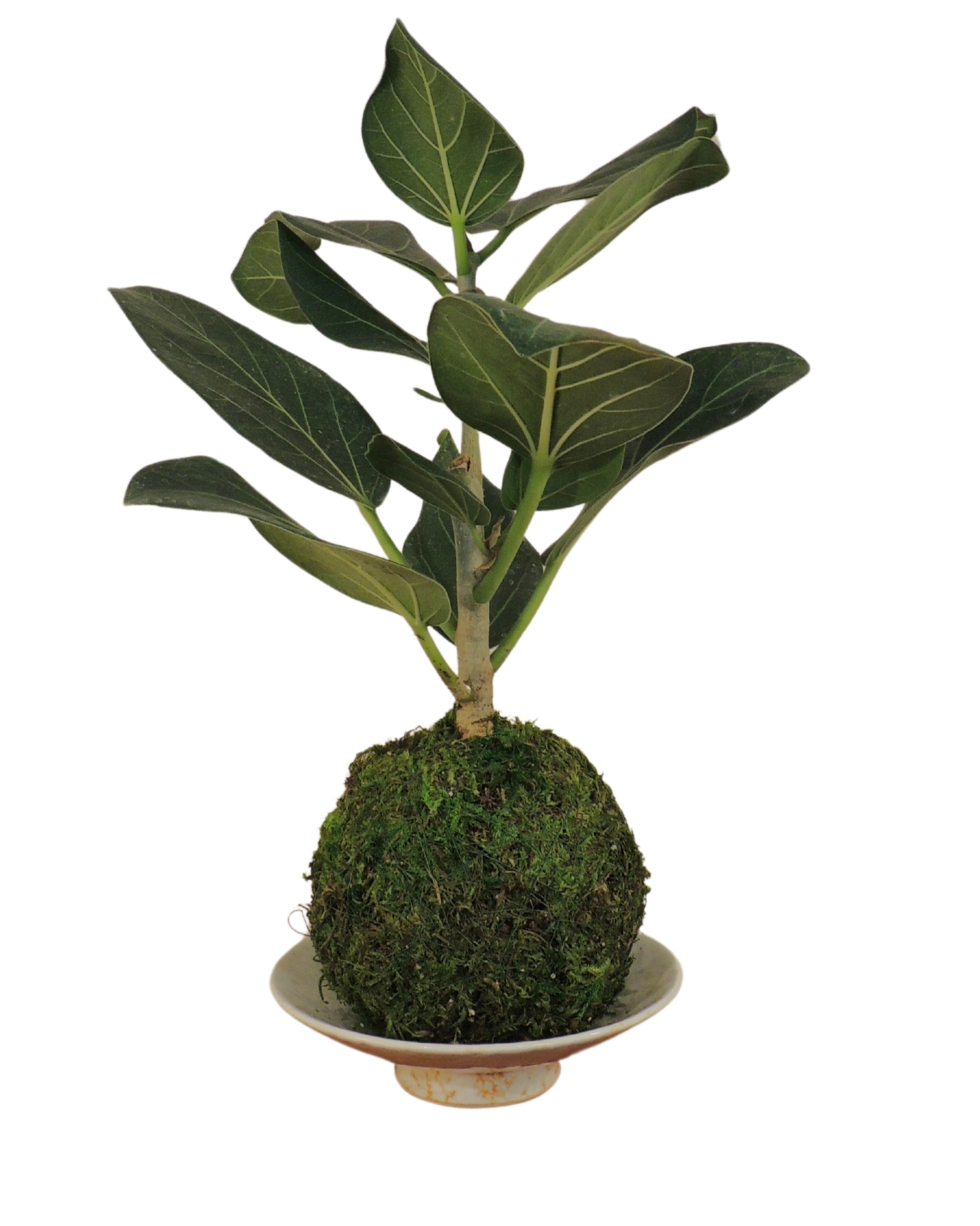 Ficus Audrey Kokedama