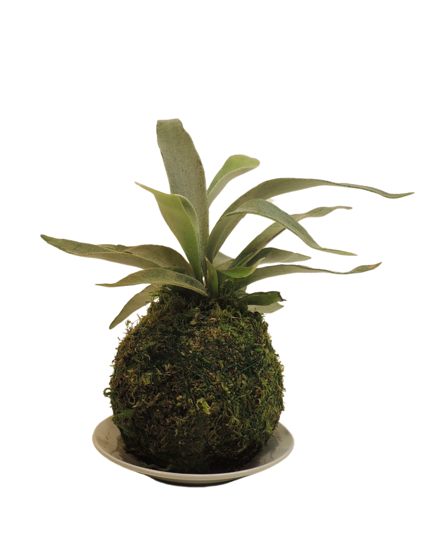 Staghorn Fern Kokedama