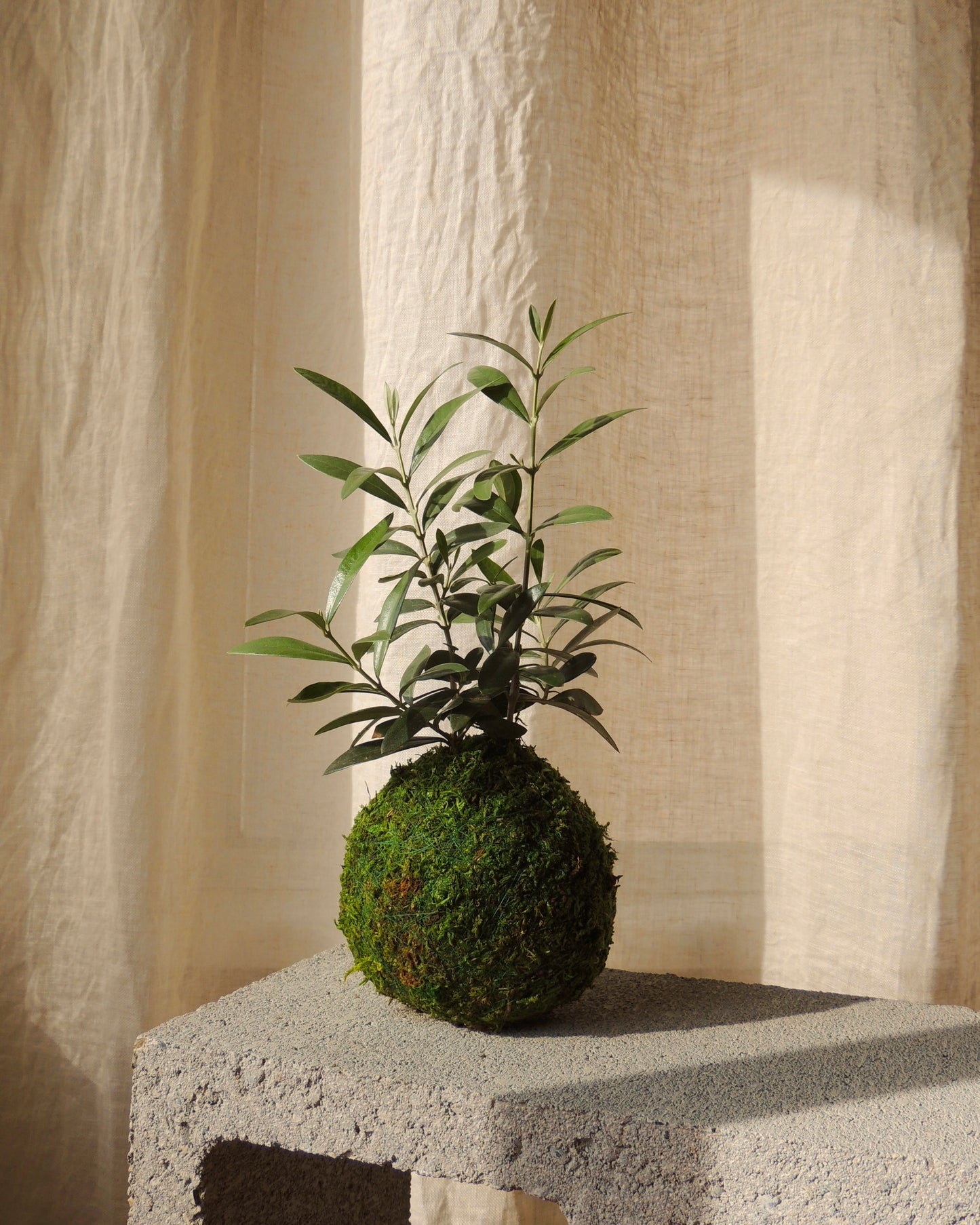 Olive Tree Kokedama