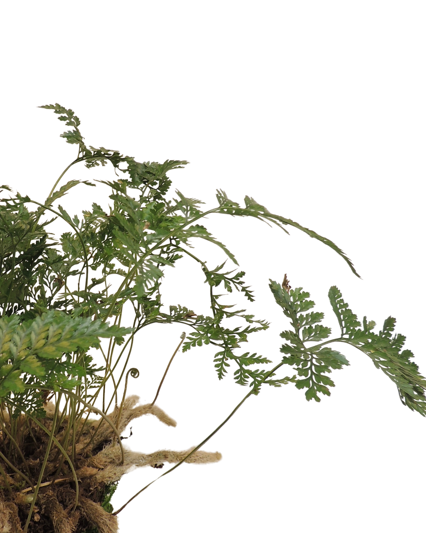 Rabbit’s Foot Fern Kokedama