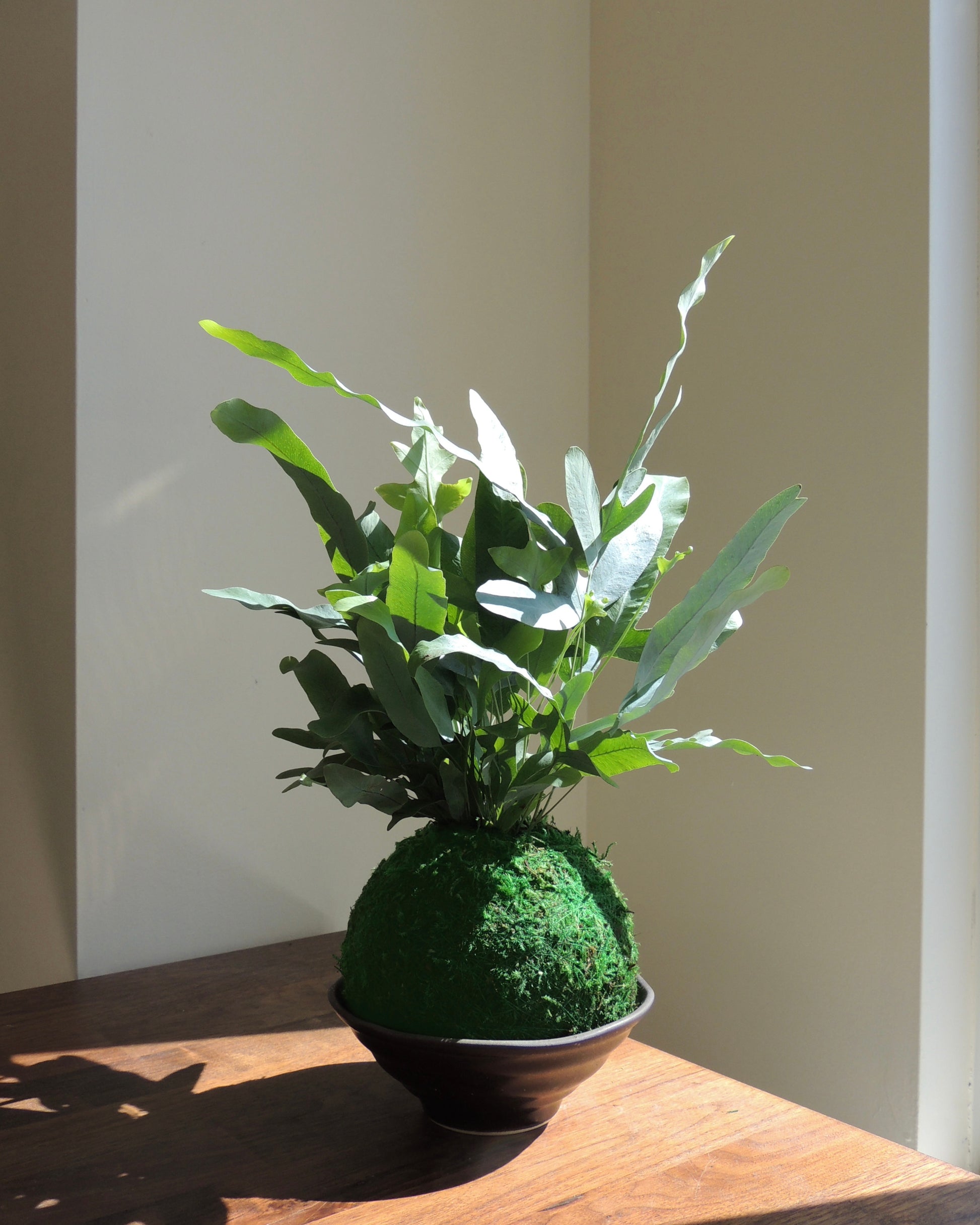 Blue Star Fern Kokedama