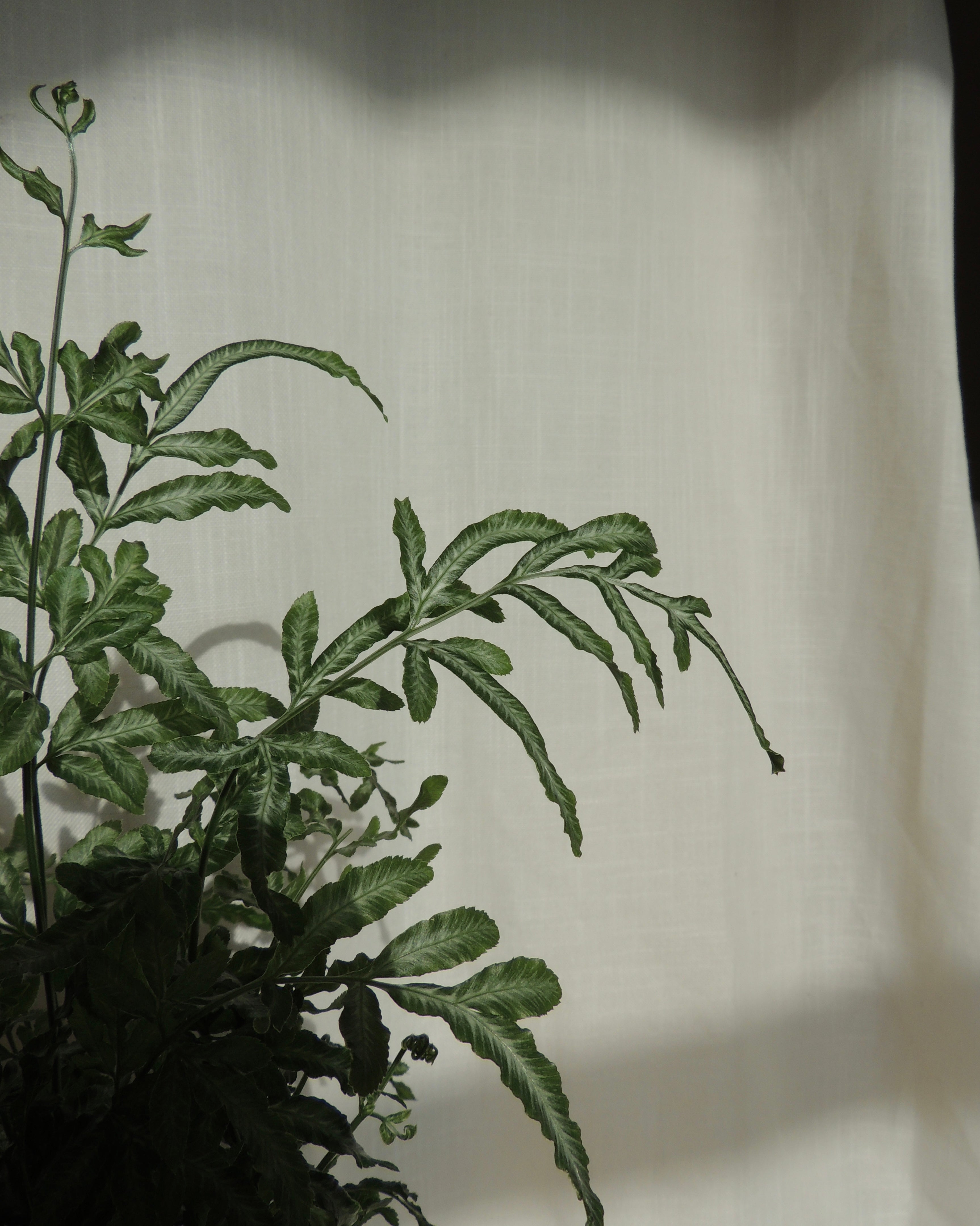 Silver Lace fern Kokedama