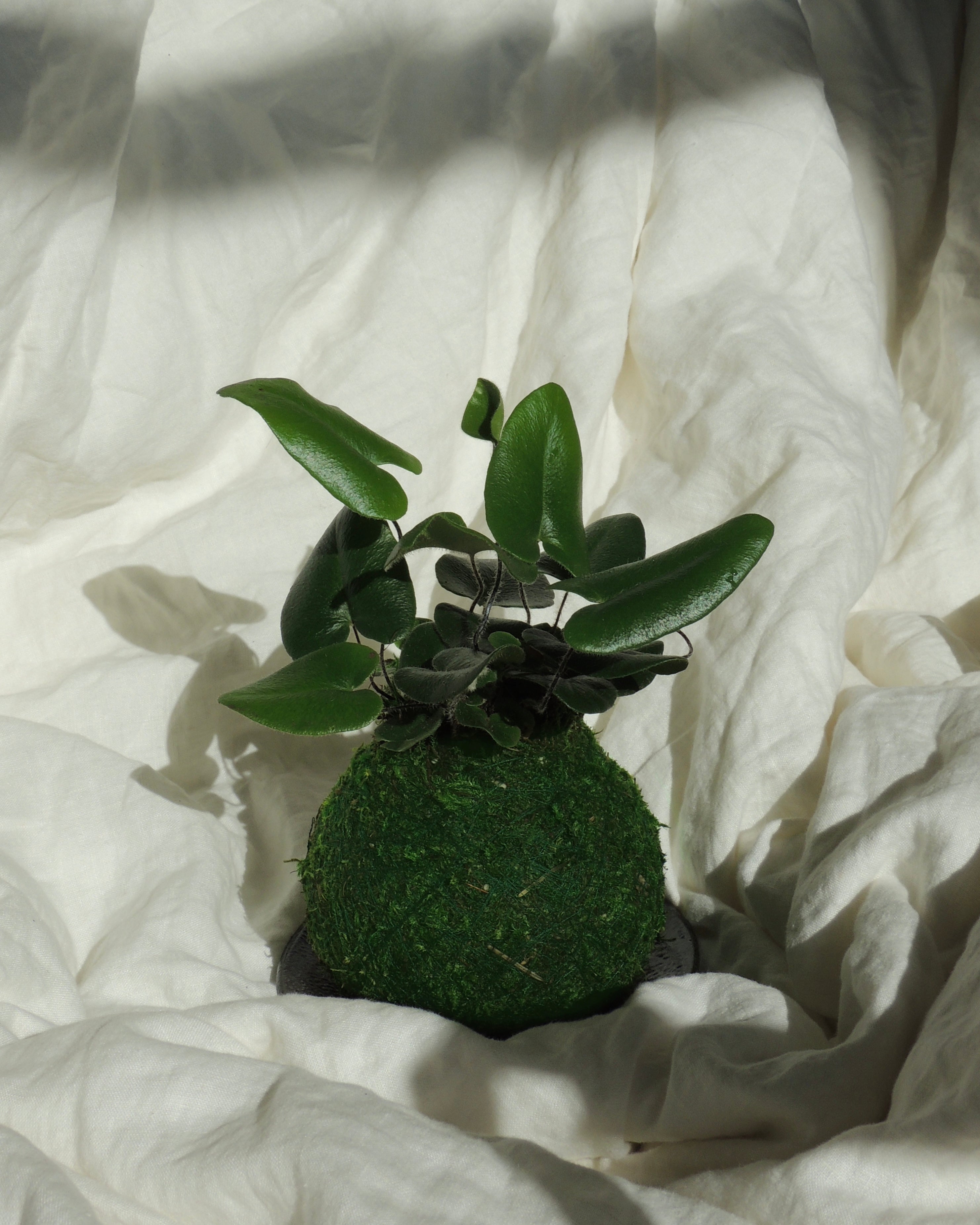 Heart leaf Fern Kokedama