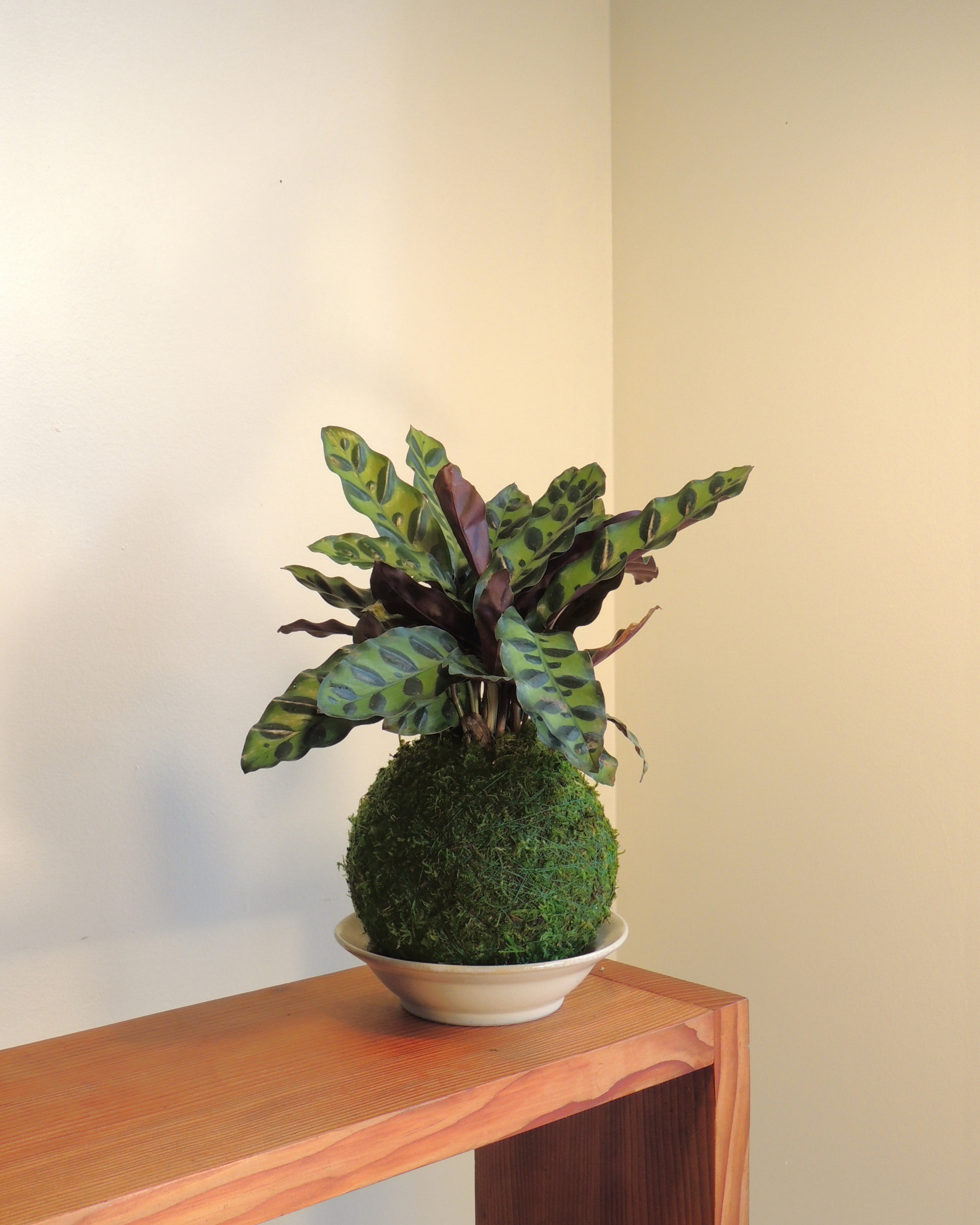 Calathea Lancifolia Kokedama