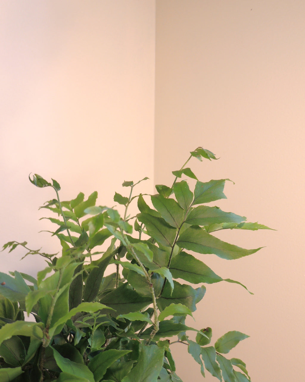 Japanese Holly Fern Kokedama