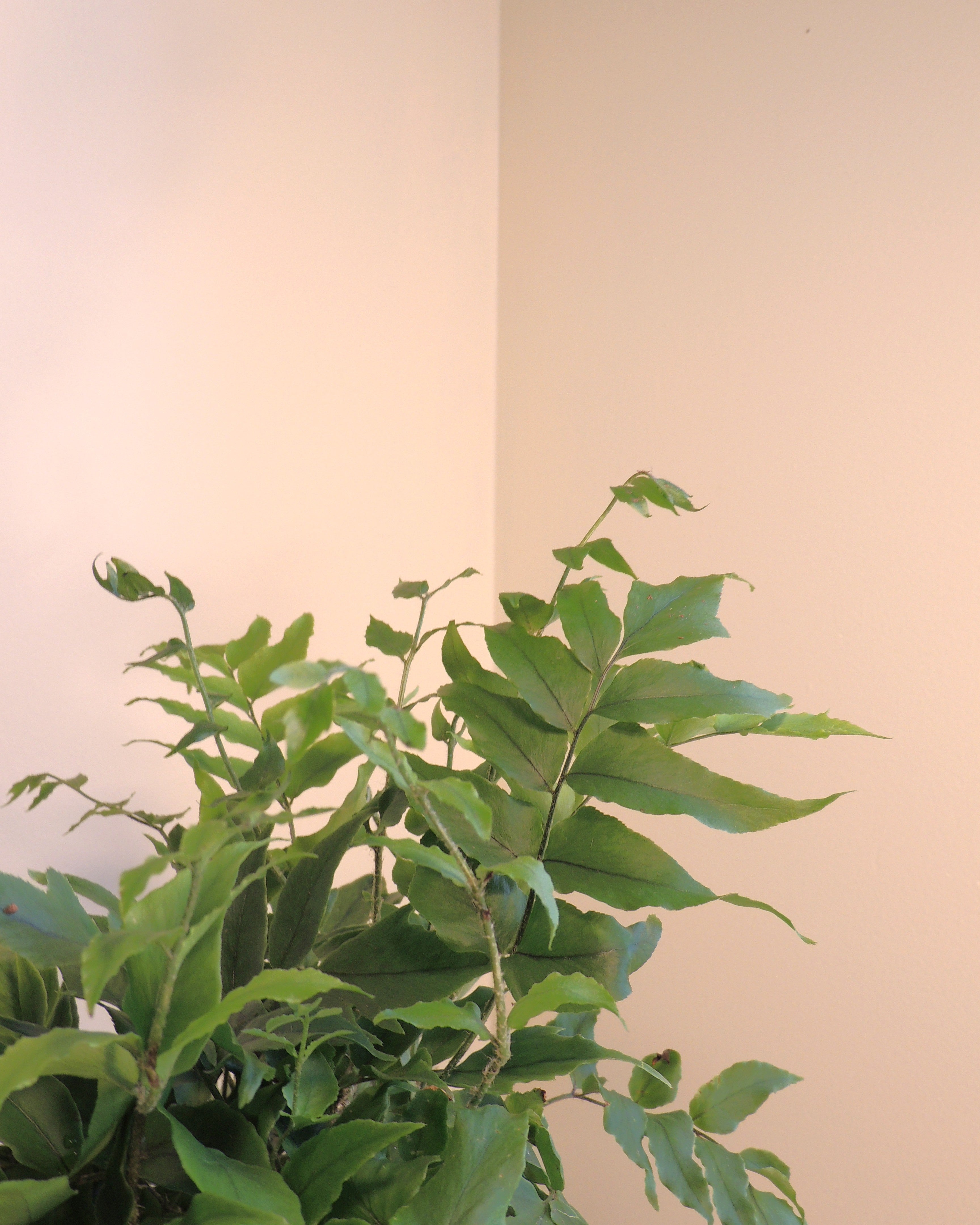 Japanese Holly Fern Kokedama