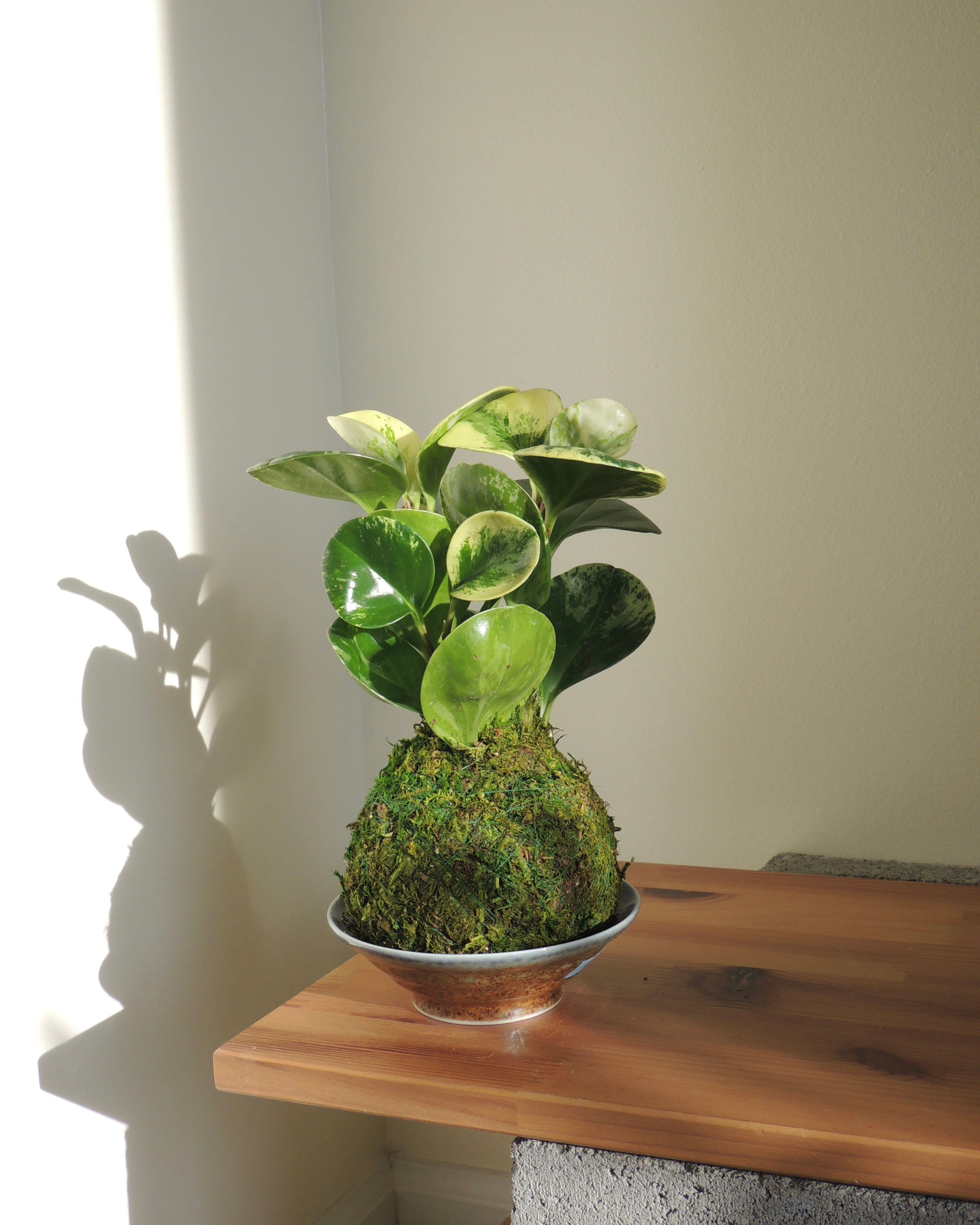 Peperomia Obtusifolia Kokedama