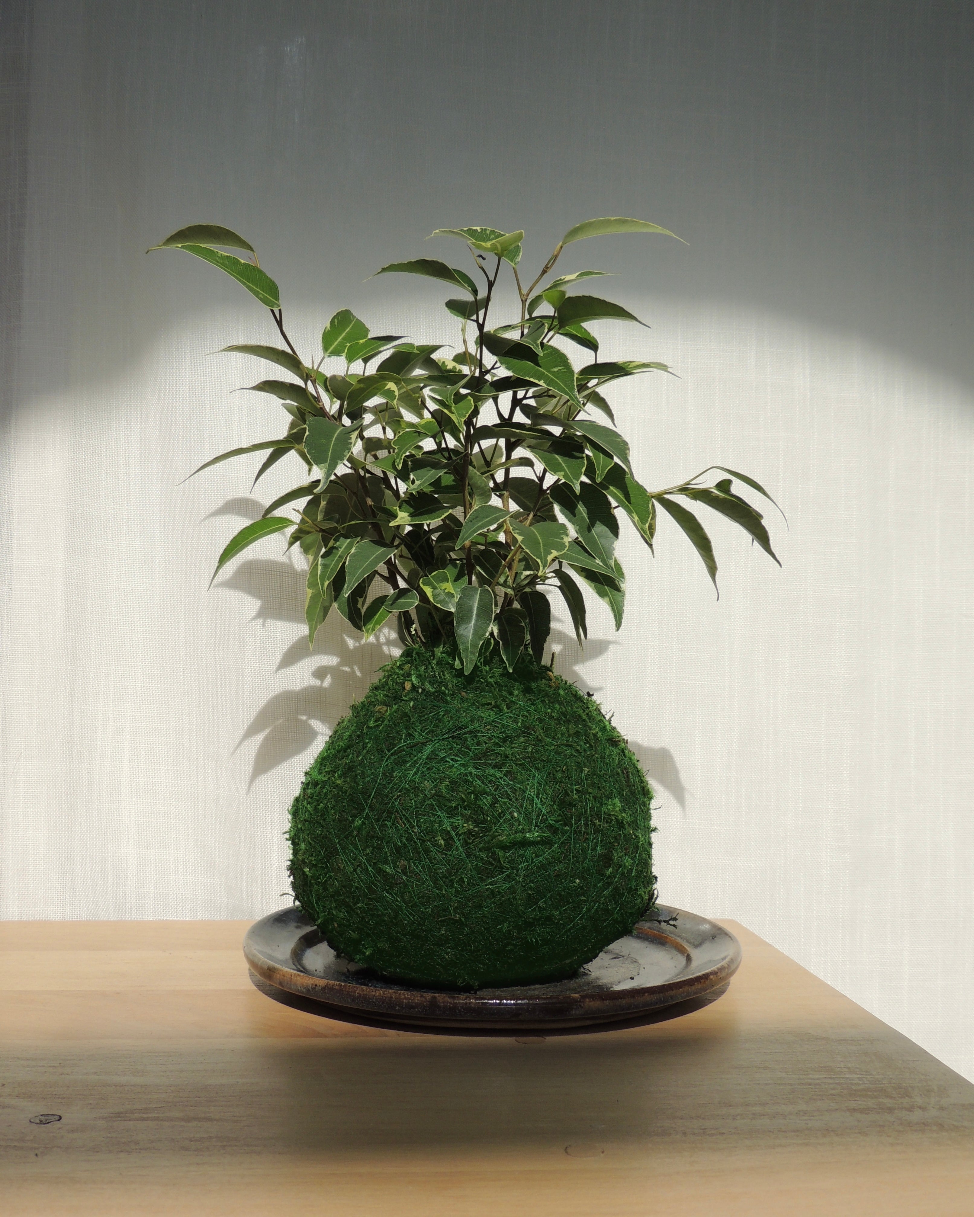 Ficus Benjamina Kokedama