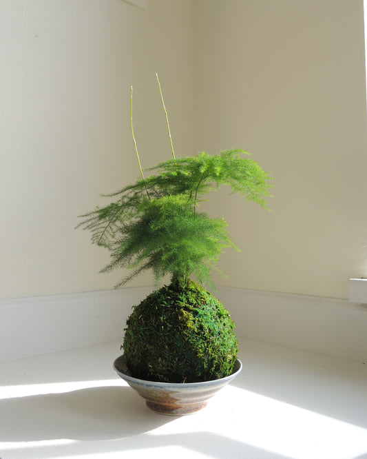 Plumosa Fern Kokedama